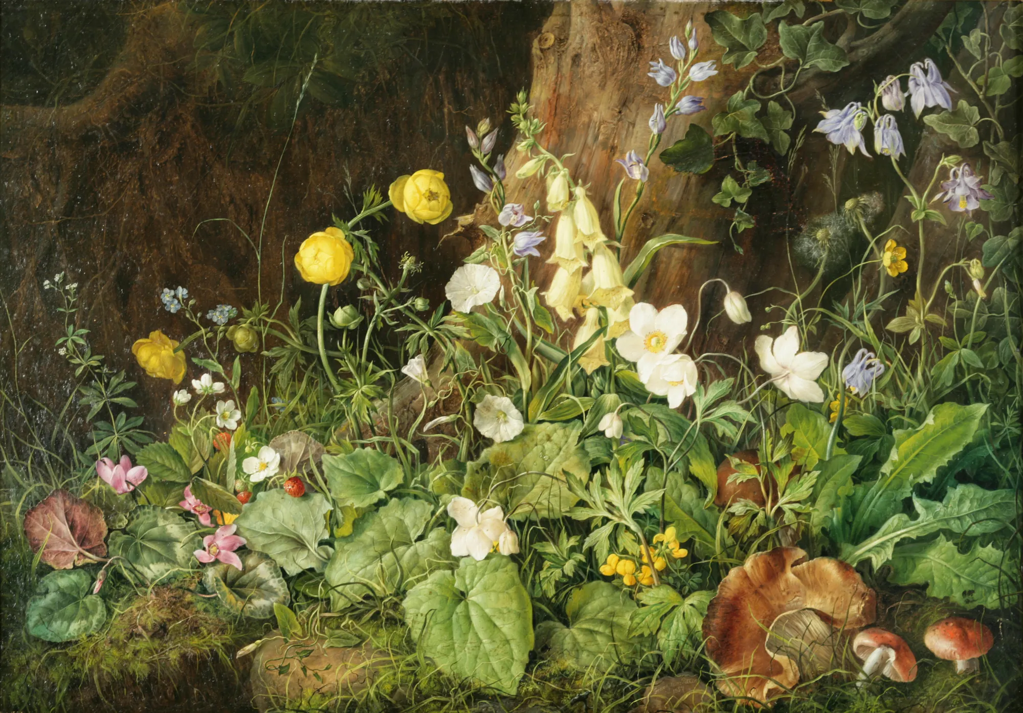 Wildflowers and Mushrooms in a Woodland Setting