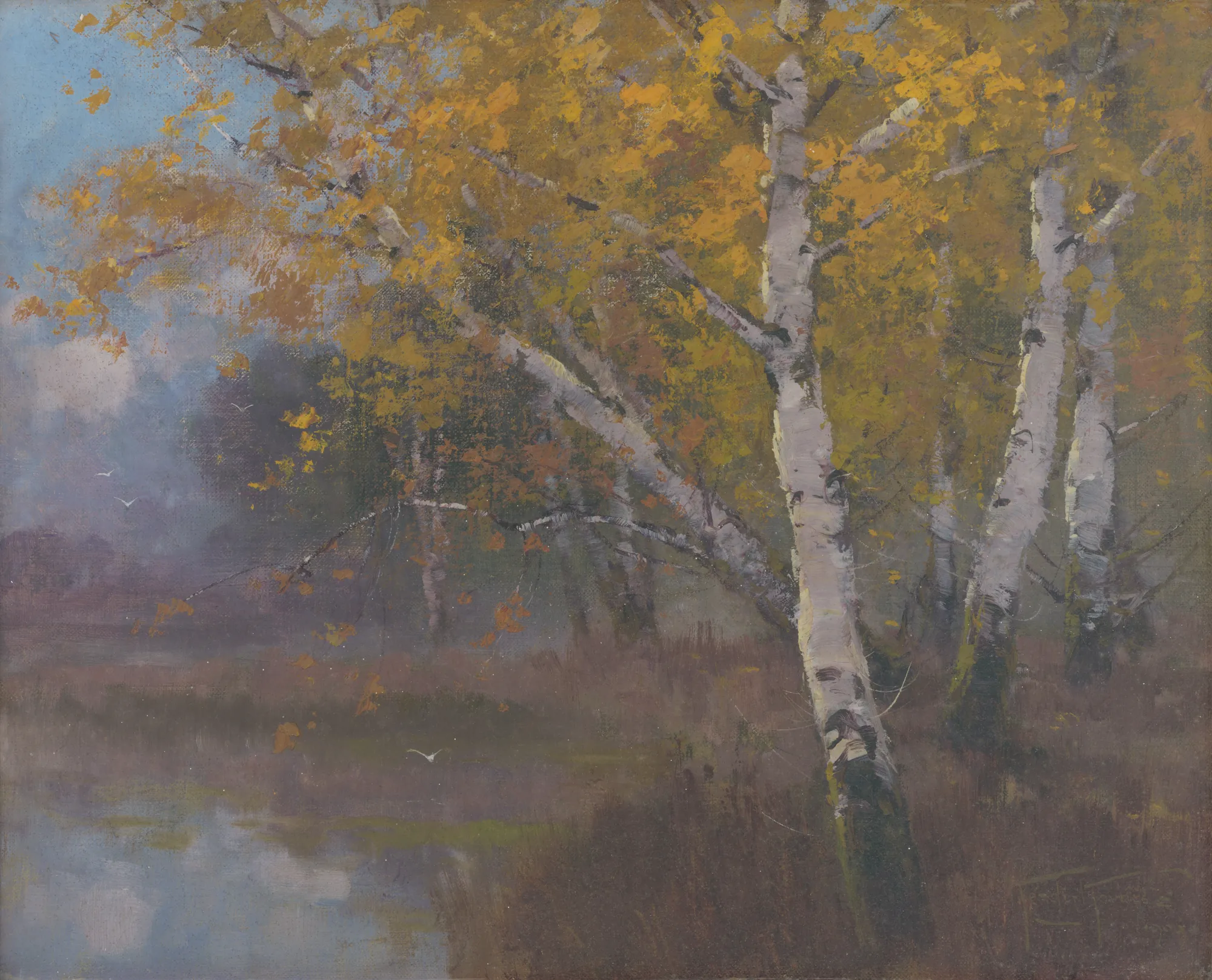 Birch Trees