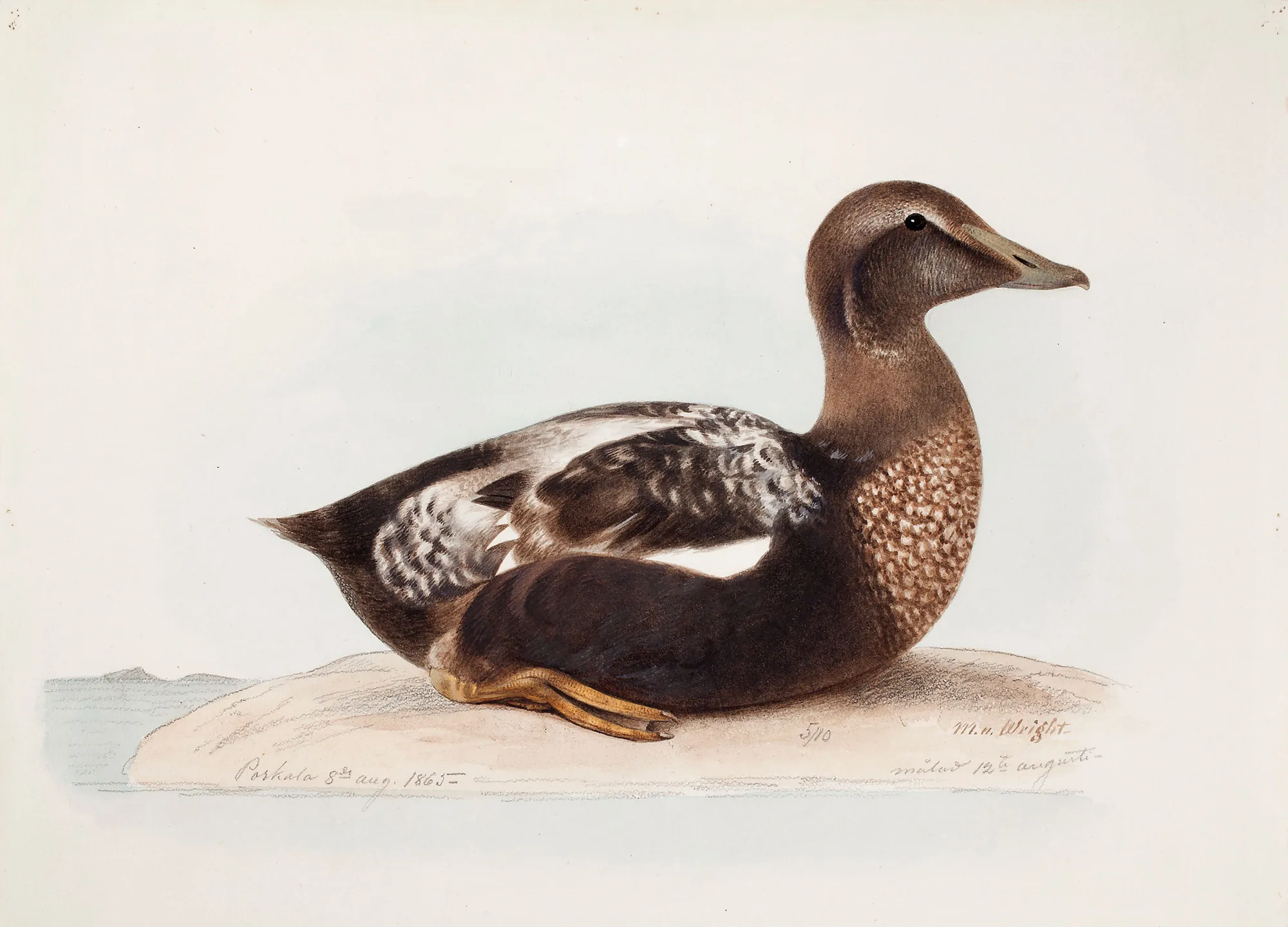 Common Eider, Old Male in Summer