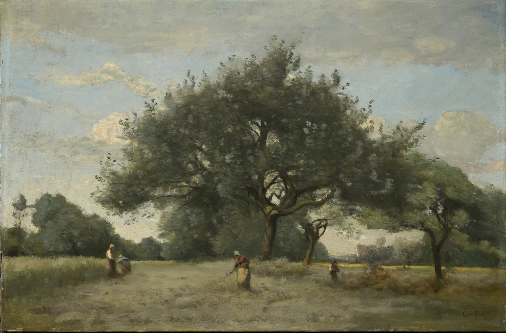 Apple Trees in a Field
