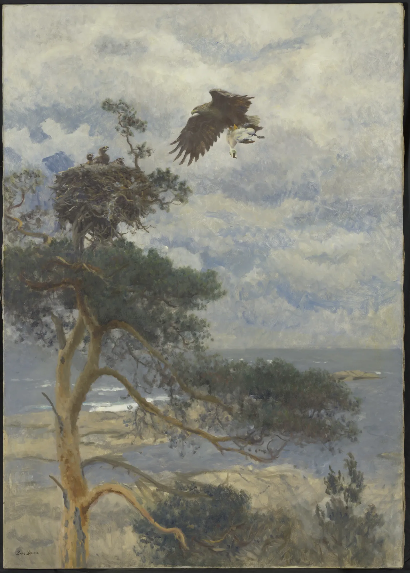 Sea Eagle with Eider Duck at its Nest