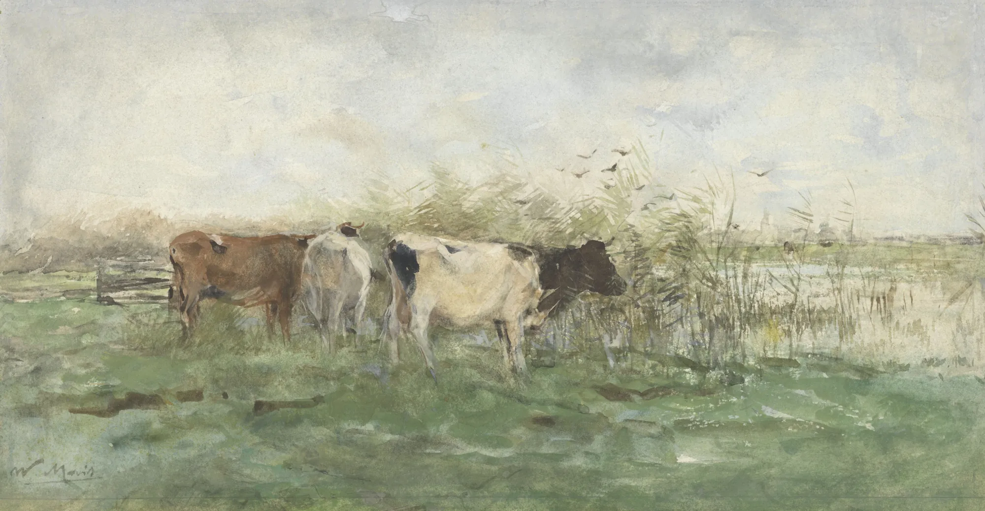 Cows by a Pool