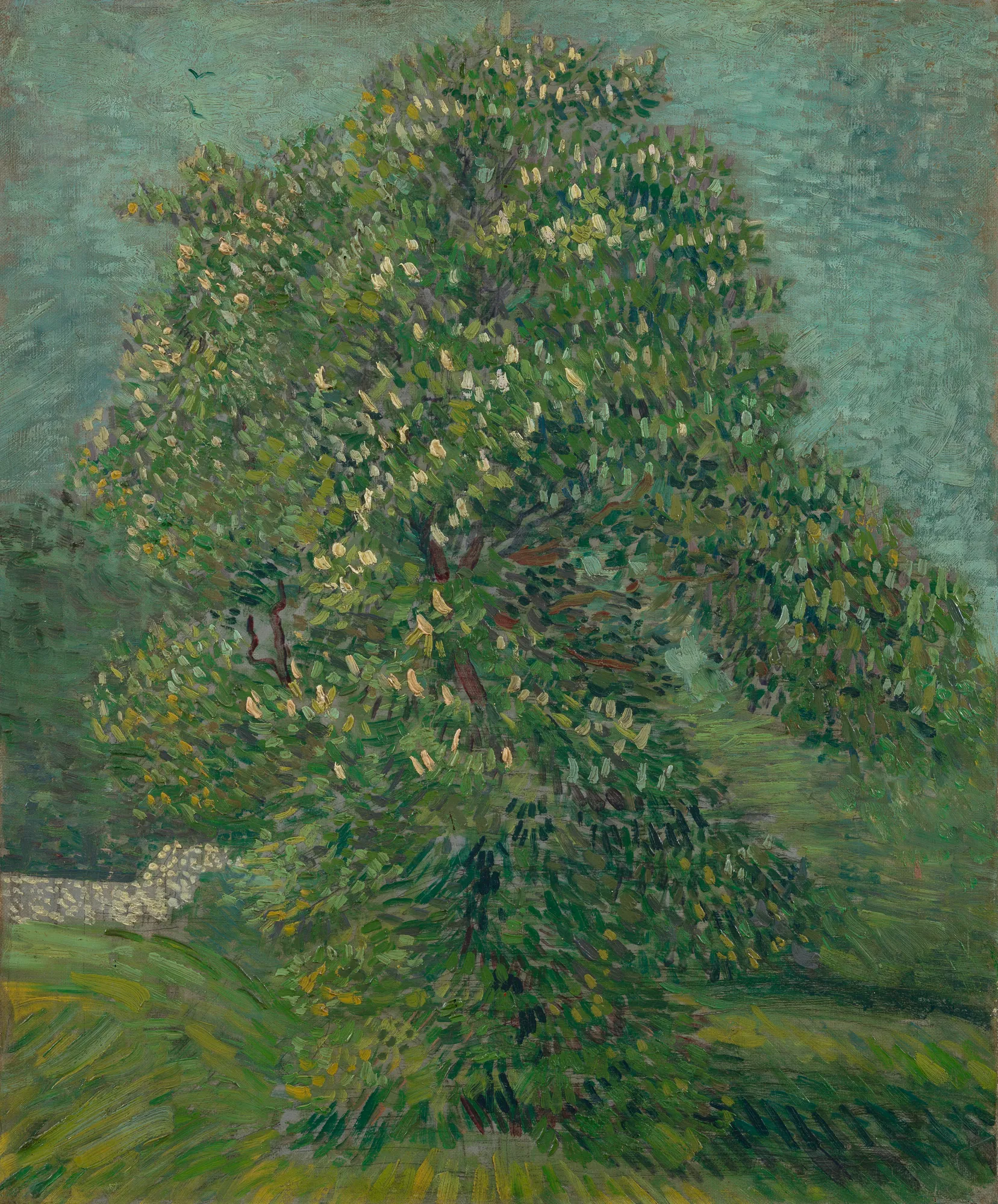 Horse Chestnut Tree in Blossom