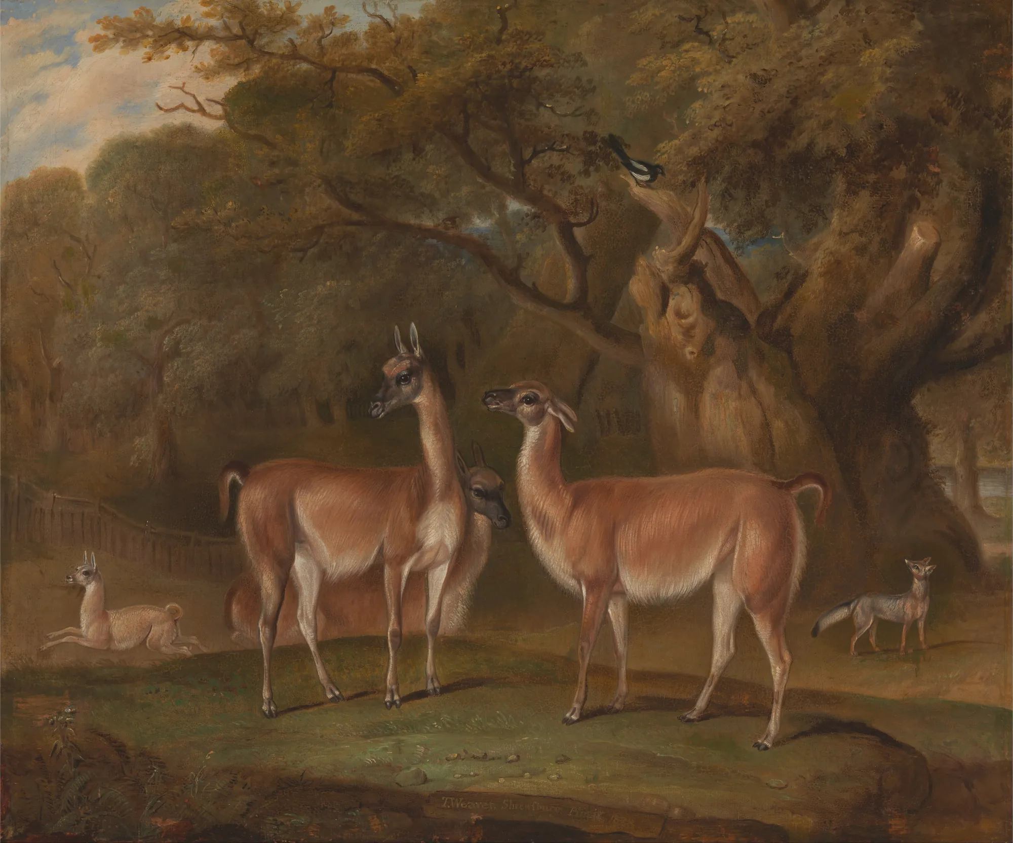 Llamas and a Fox in a Wooded Landscape