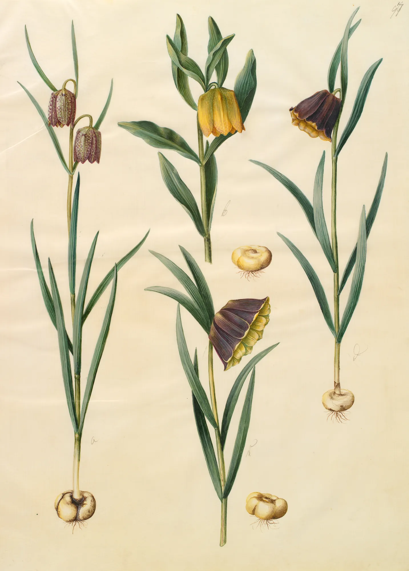 Botanical Study of Fritillaria