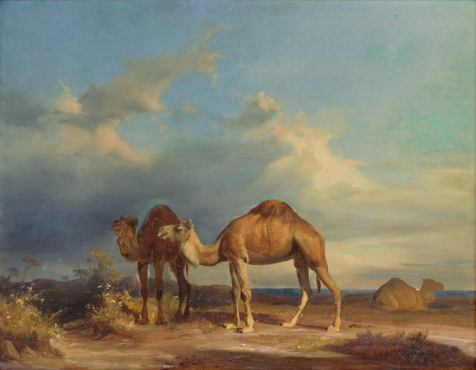 Camels in a Southern Landscape