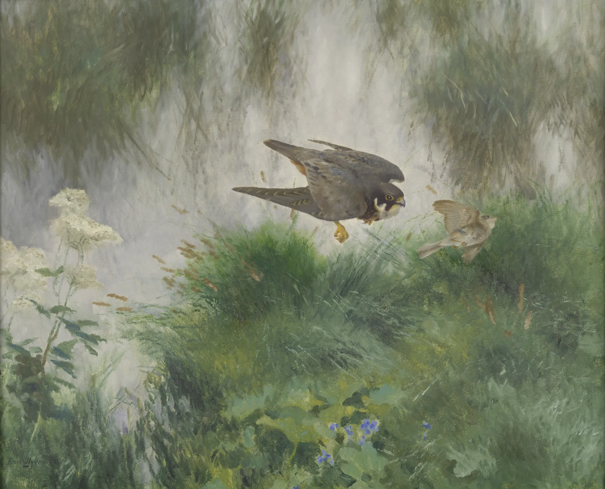 Hobby Swooping on a Songbird