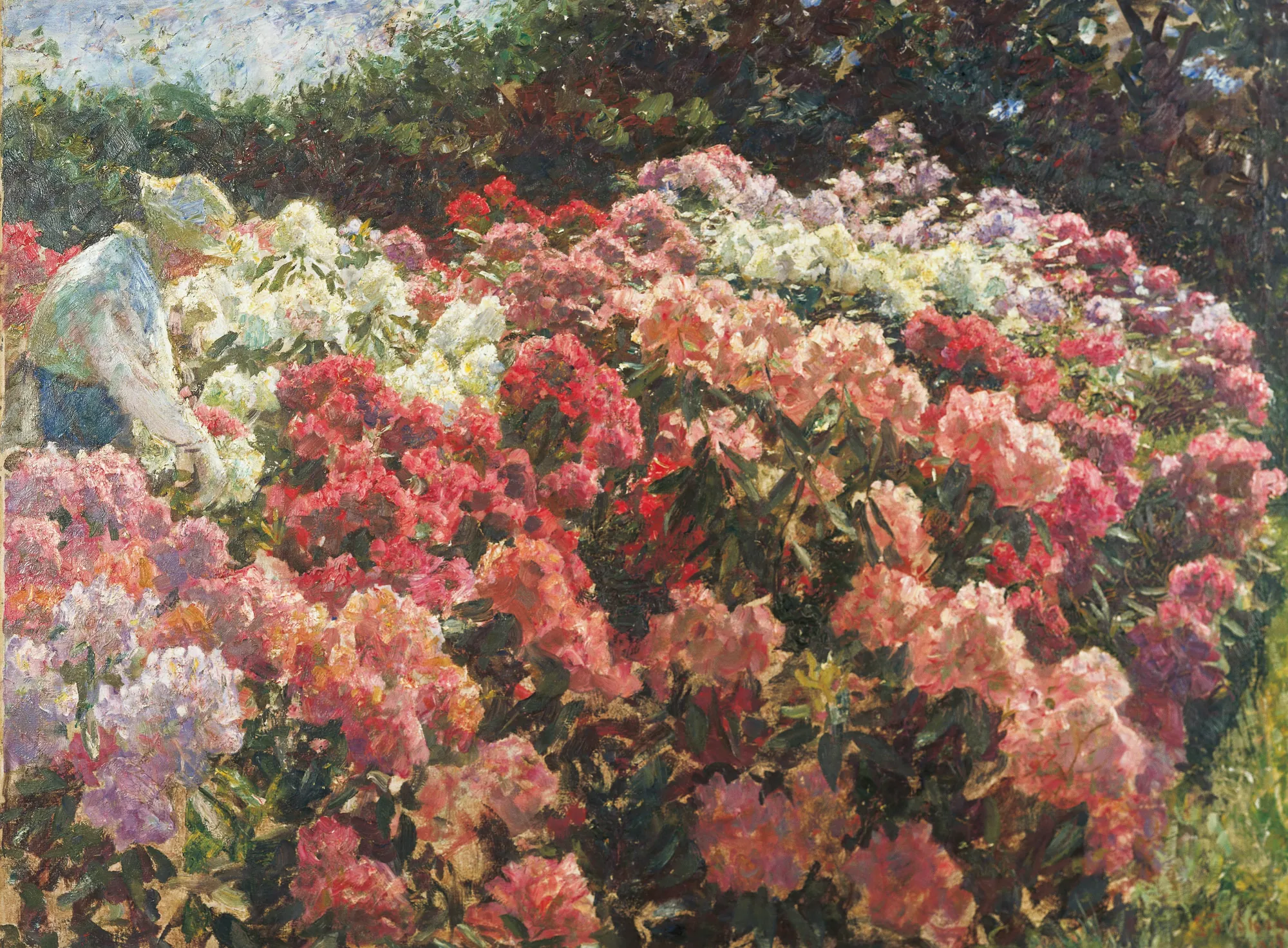 Rhododendrons in the Garden at Dagminne