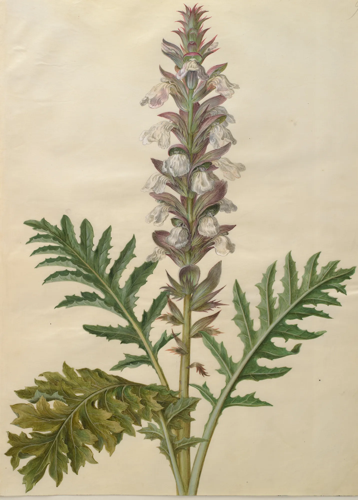 Acanthus Mollis