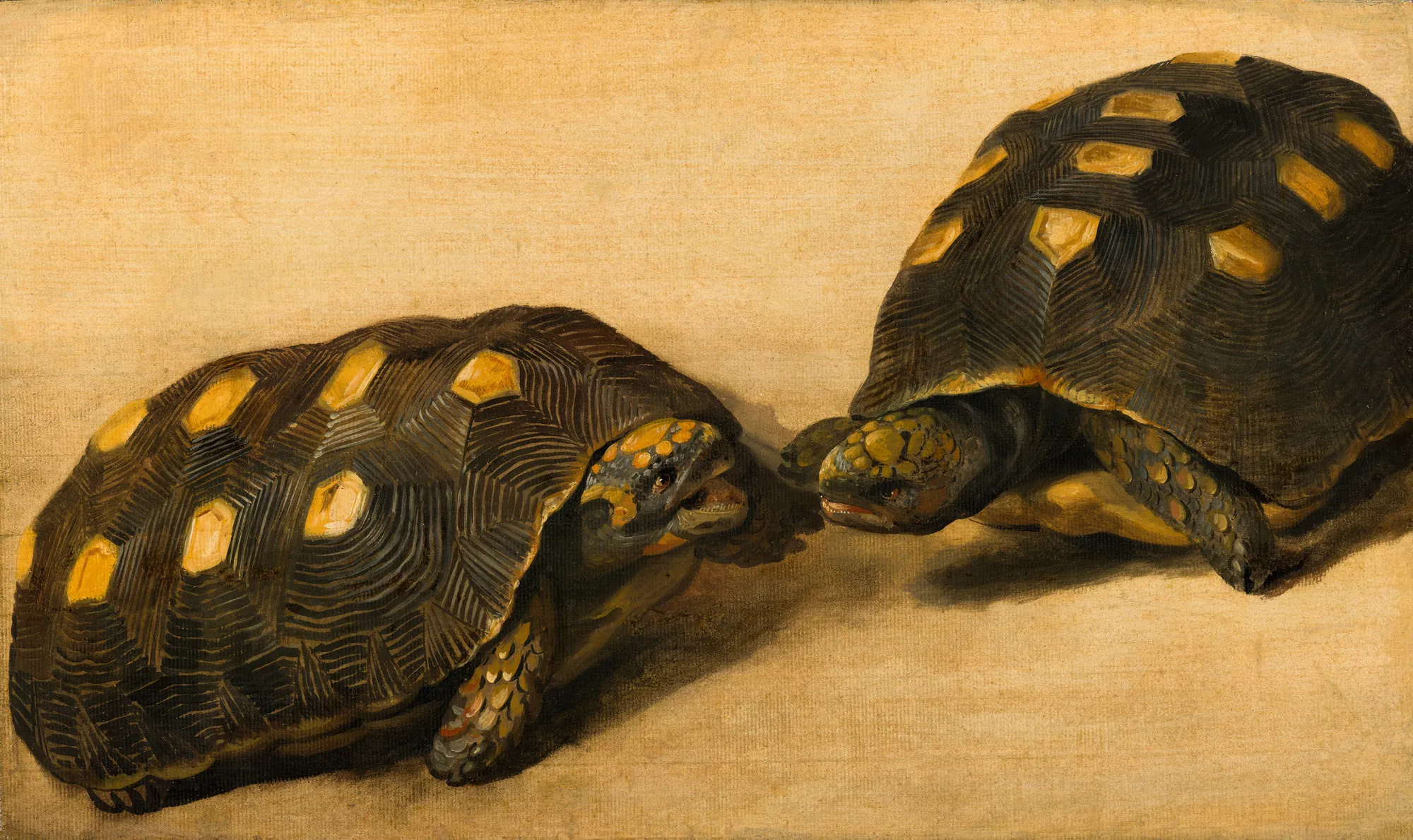 Two Dueling Tortoises