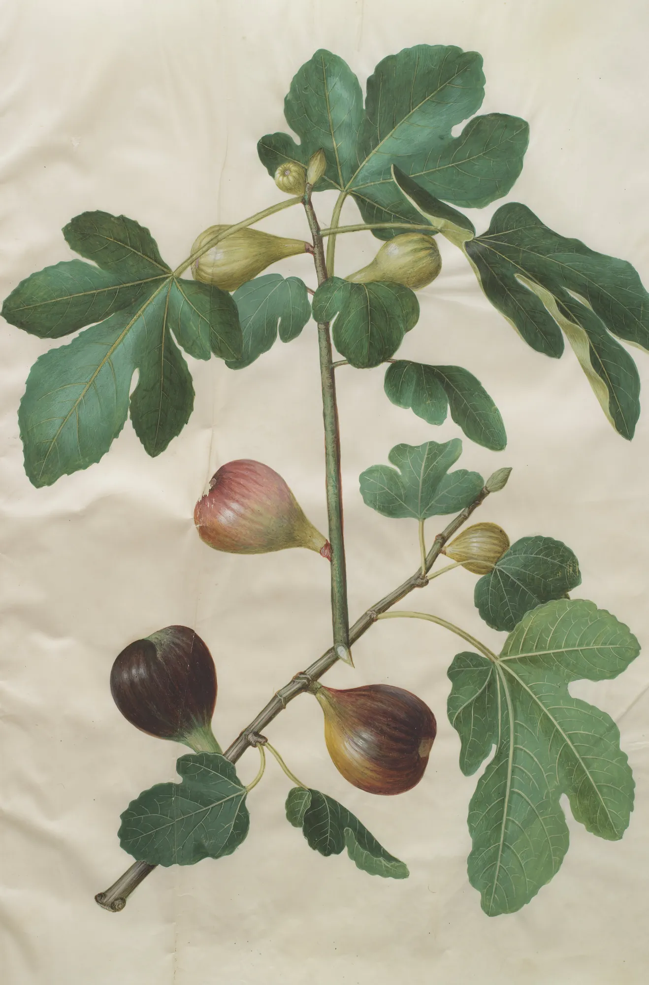 Ficus Carica