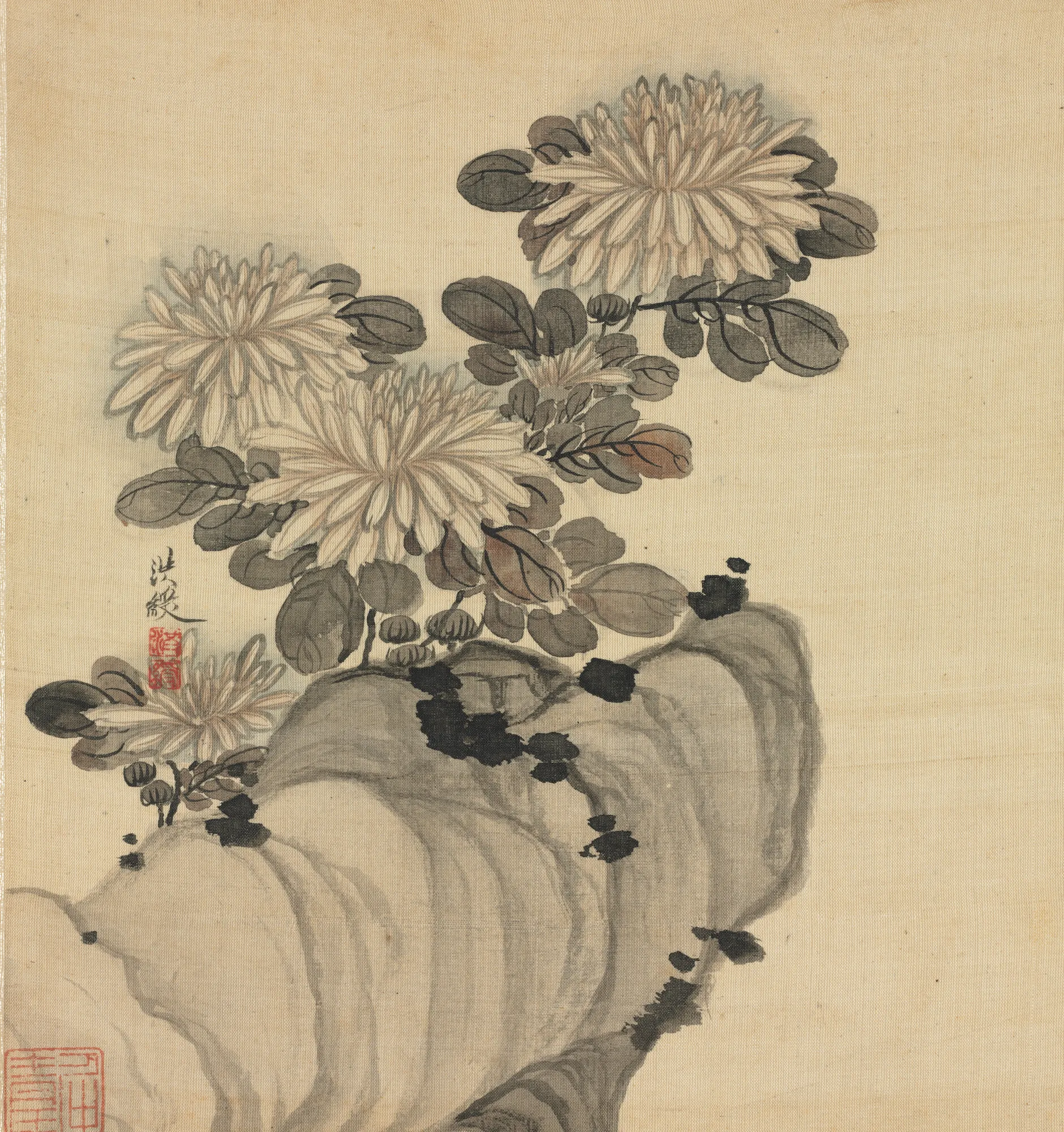 Chrysanthemum and Rock