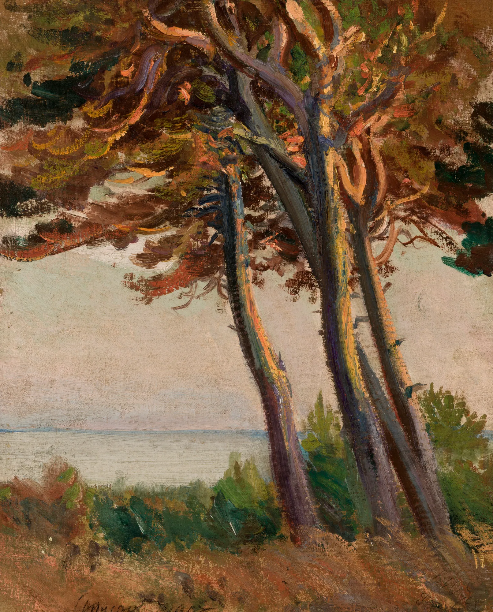 Pines at Połąga