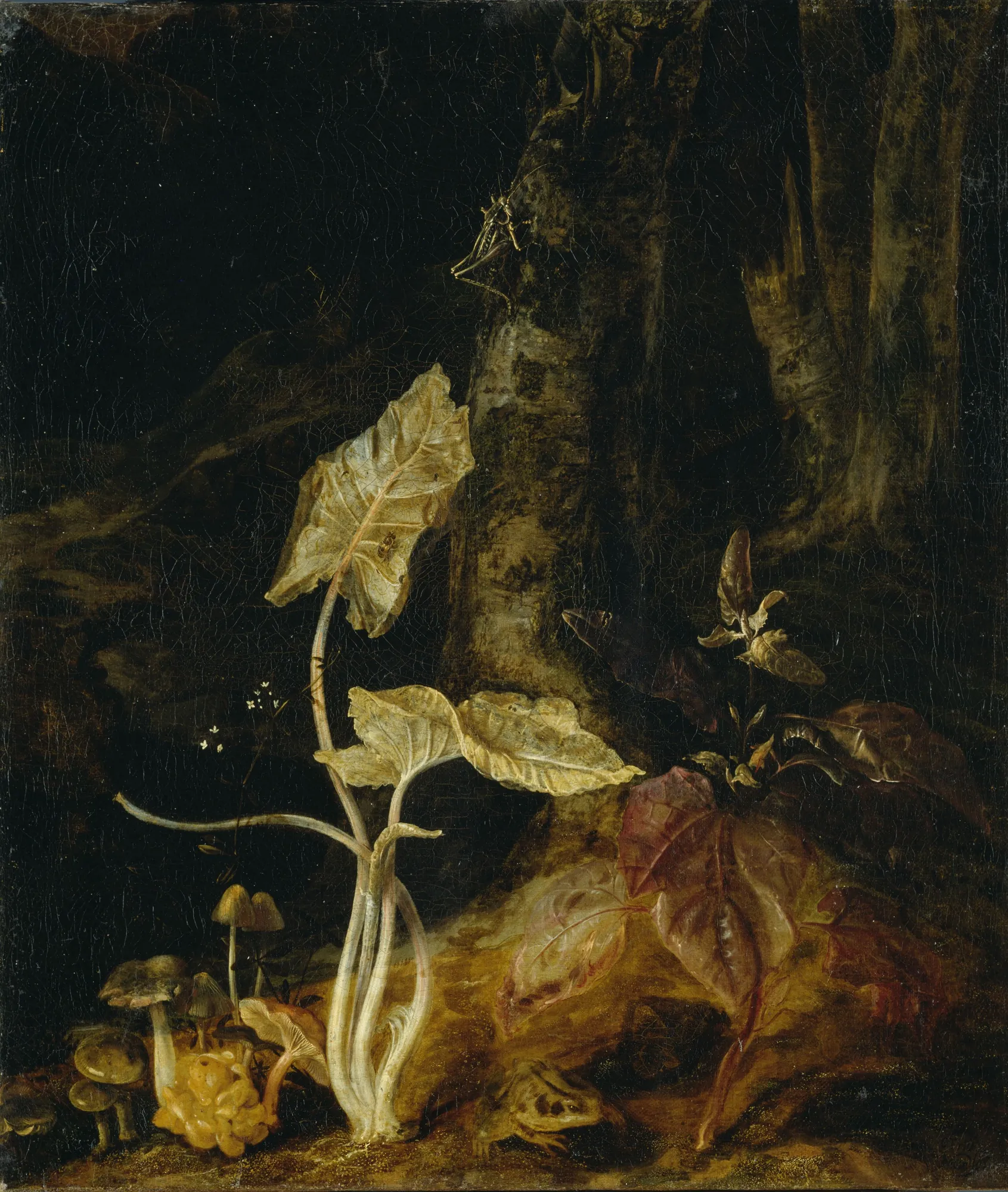 Forest Floor Still Life with Mushrooms, Frog, and Grasshopper