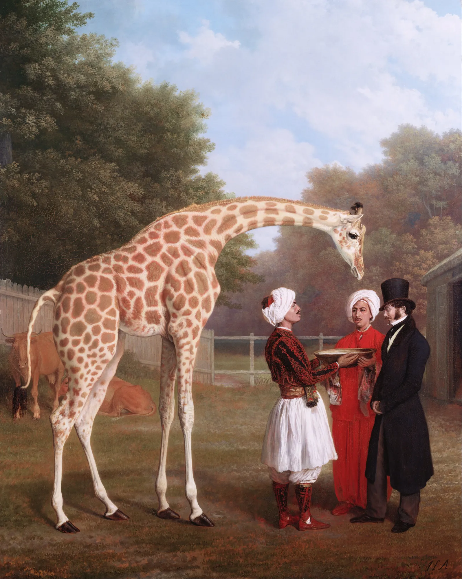 The Nubian Giraffe