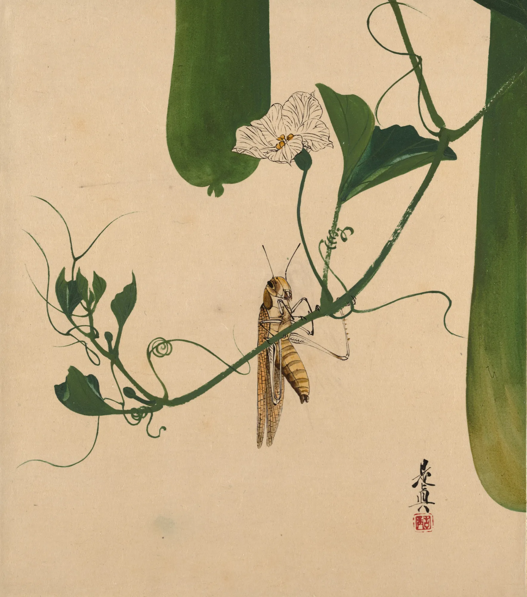 Grasshopper on Gourd Vine