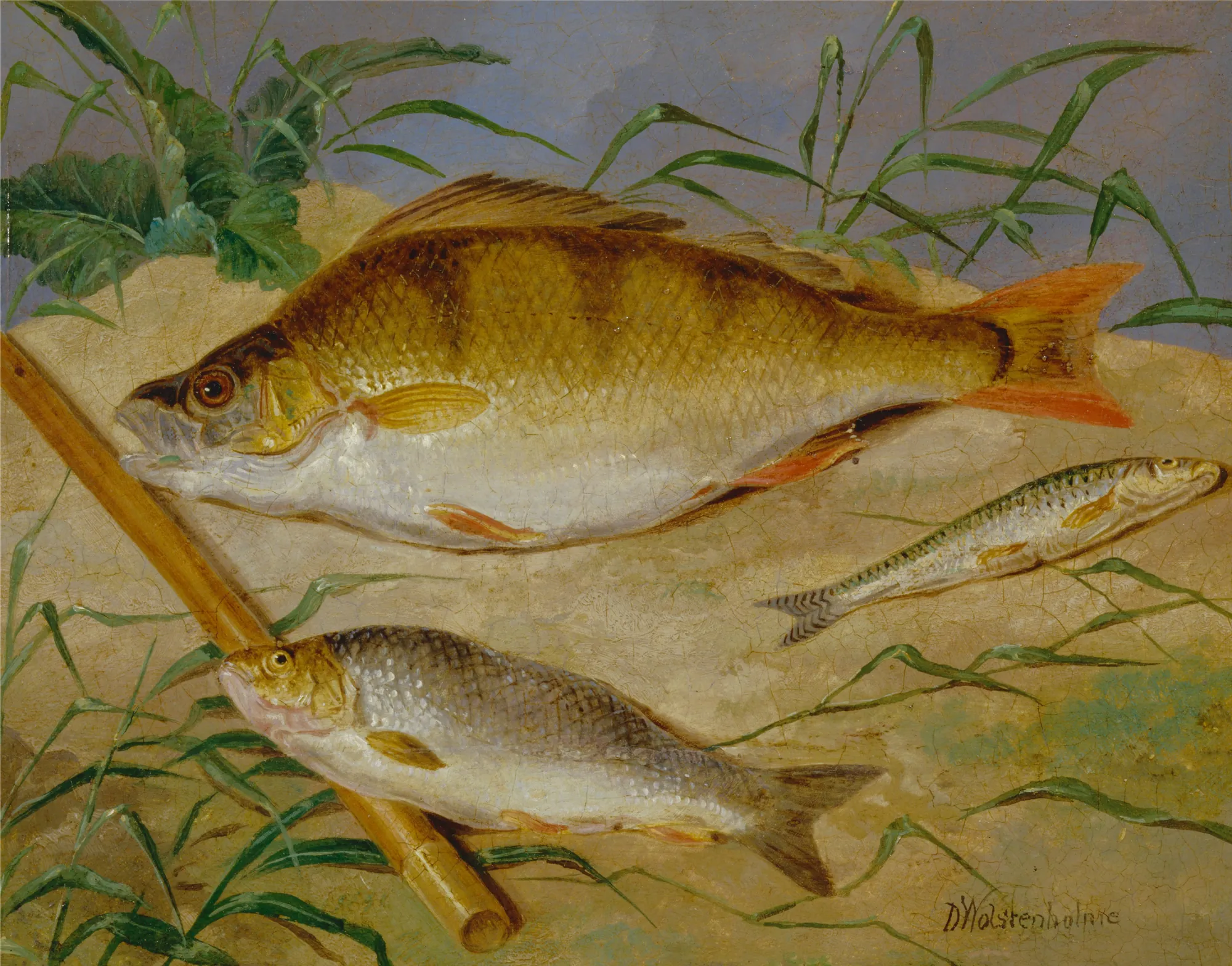 An Angler's Catch of Coarse Fish