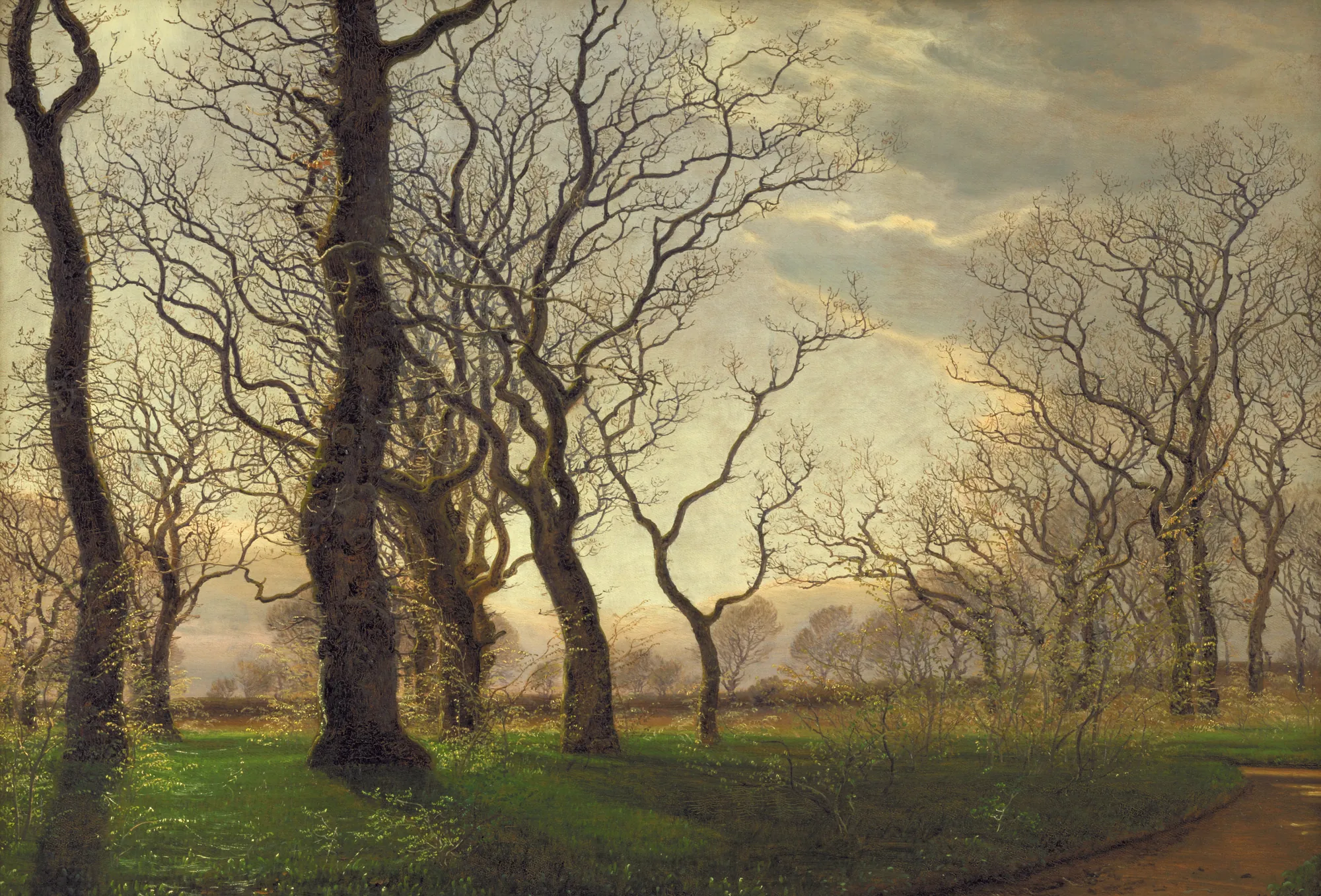 At the Edge of an Oak Forest on an Early Spring Morning