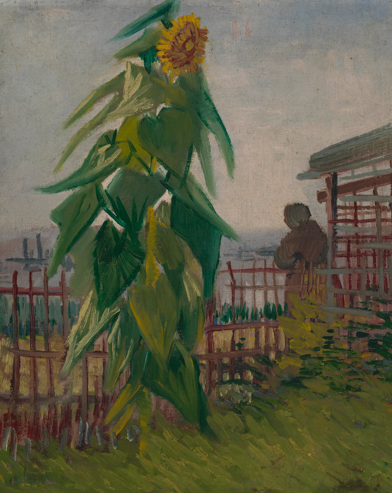Allotment with Sunflower
