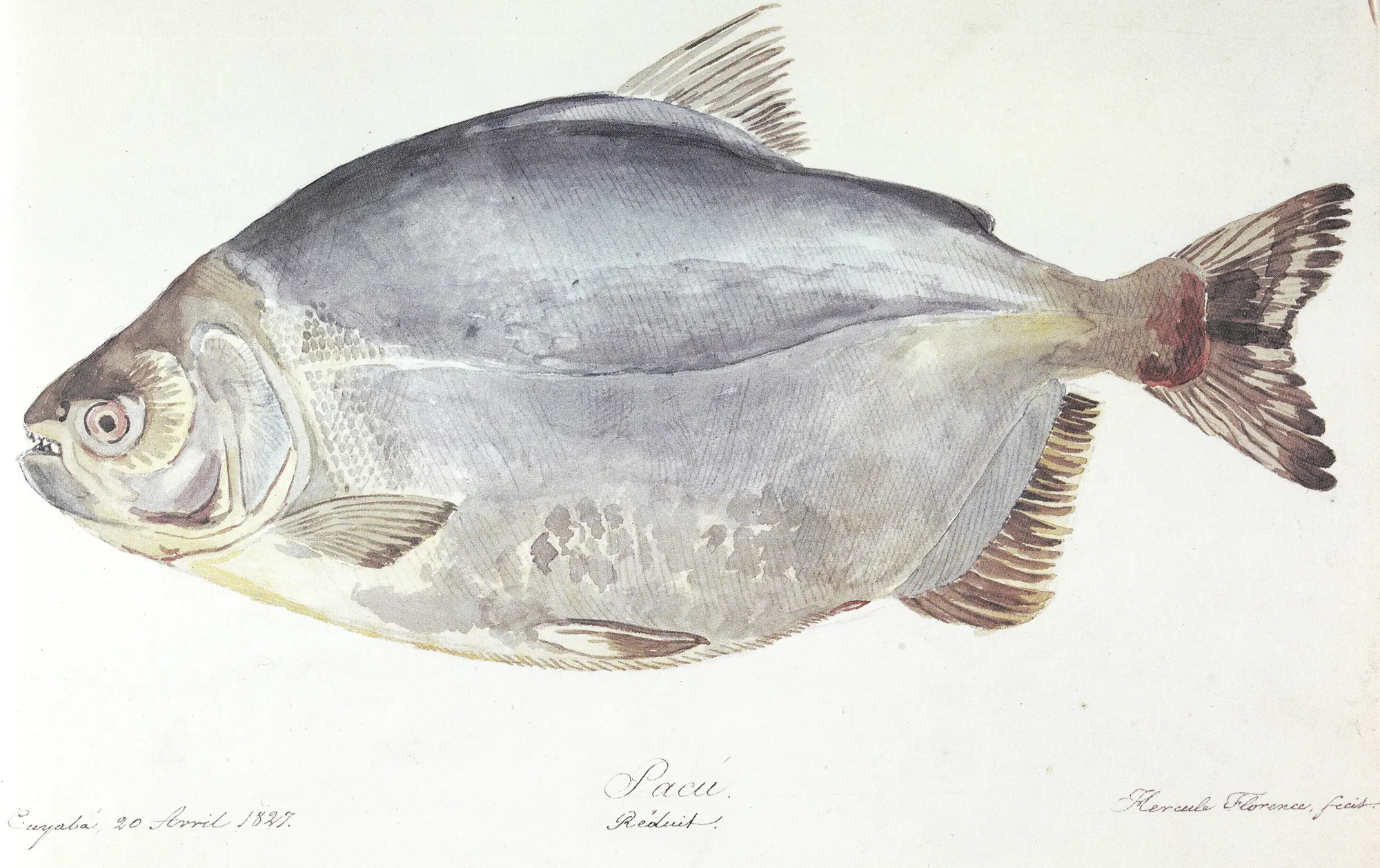 Pacú