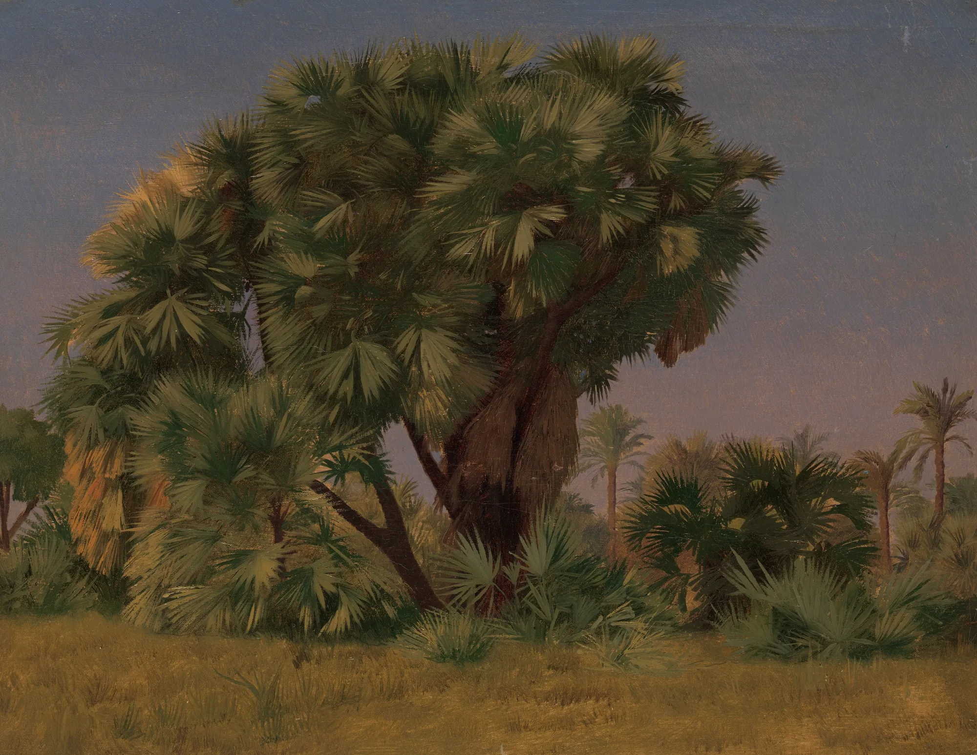 Study of Palm Trees