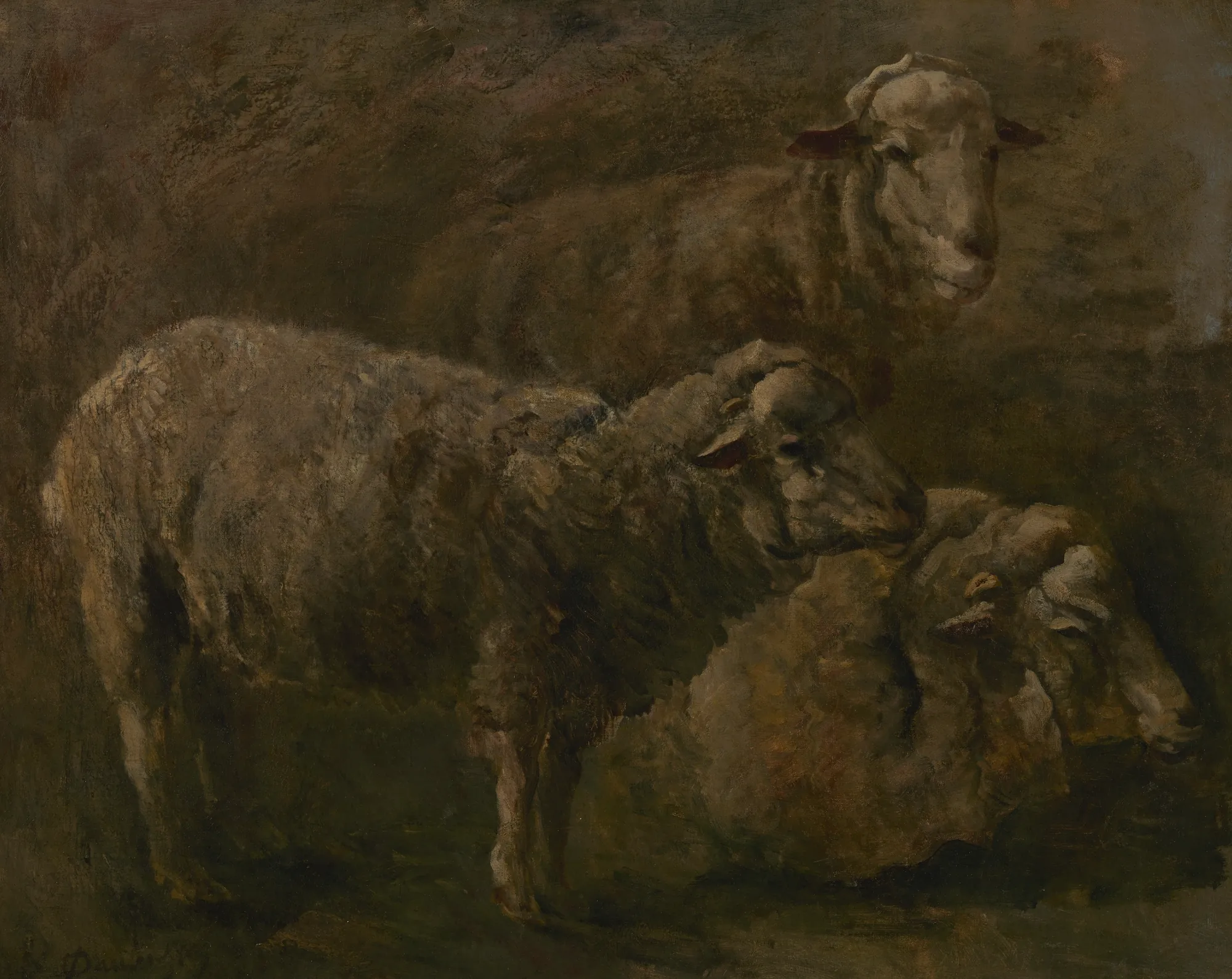 Sheep
