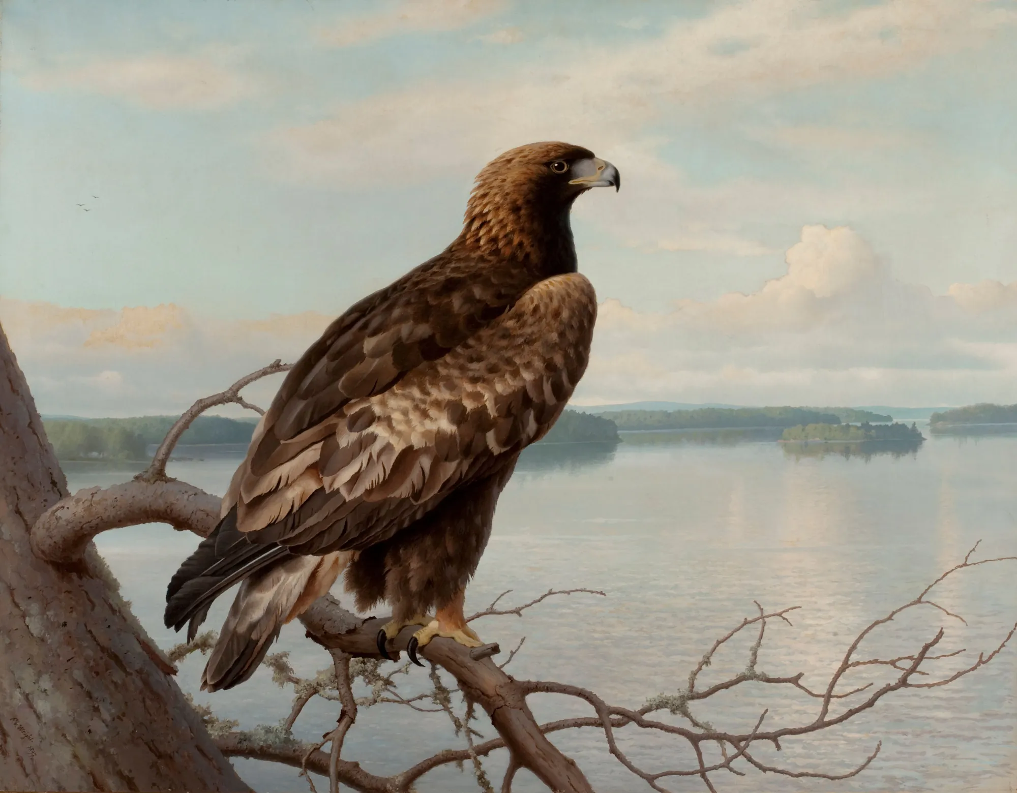 Golden Eagle by a Lake