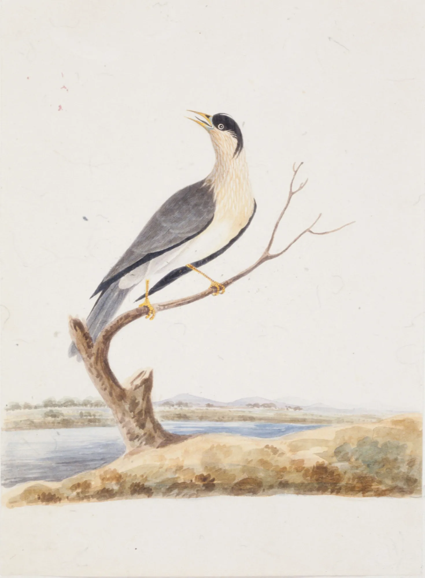 Study of a Bird