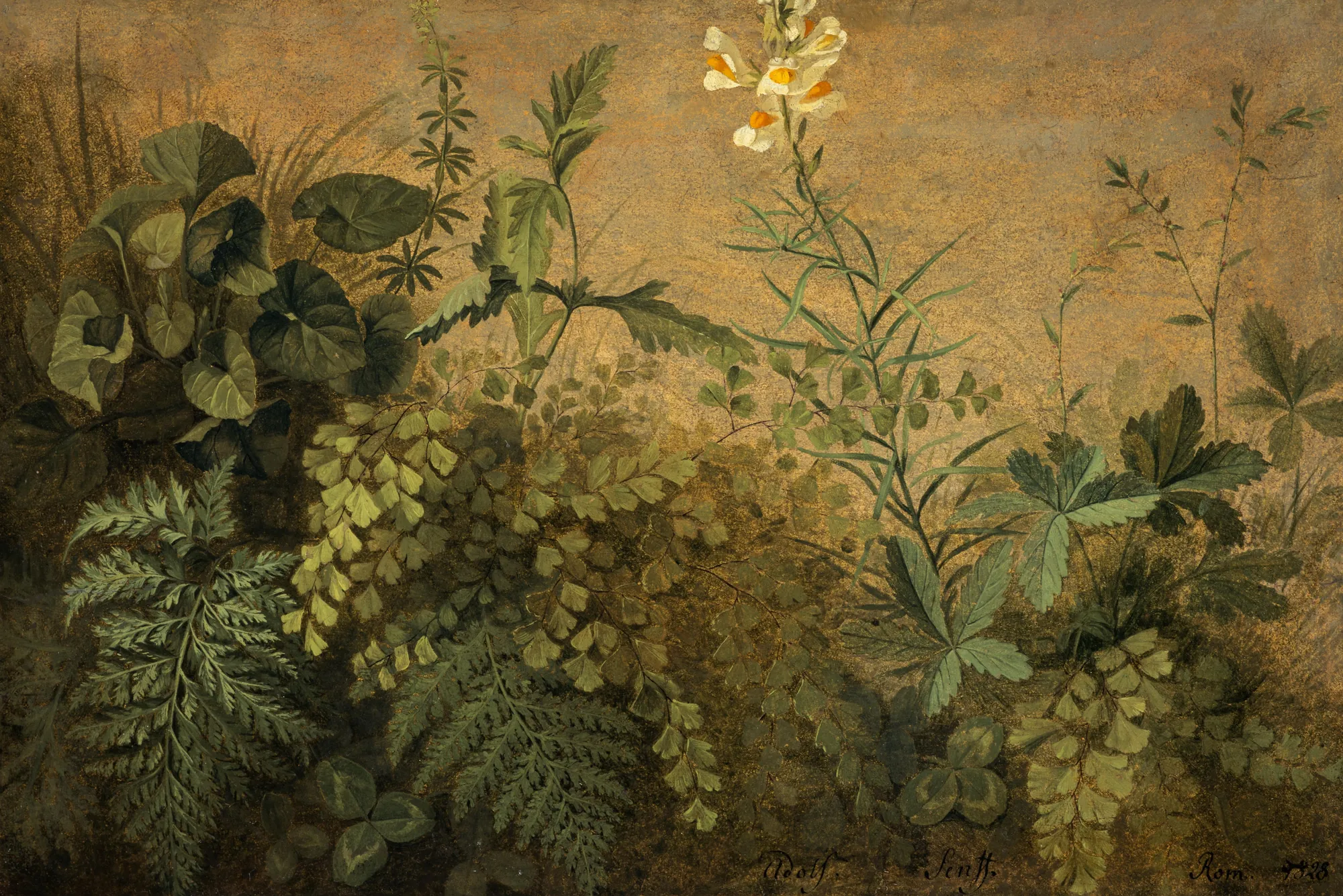 A Study of Plants