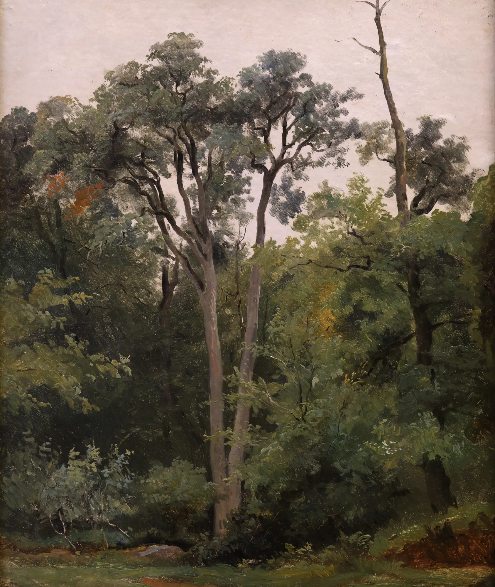 Au Bas-Bréau, à Chailly Au Bas-Bréau, à Chailly by Robert Léopold Leprince. A vertical study of tall, slender trees in a dense forest under a pale sky.