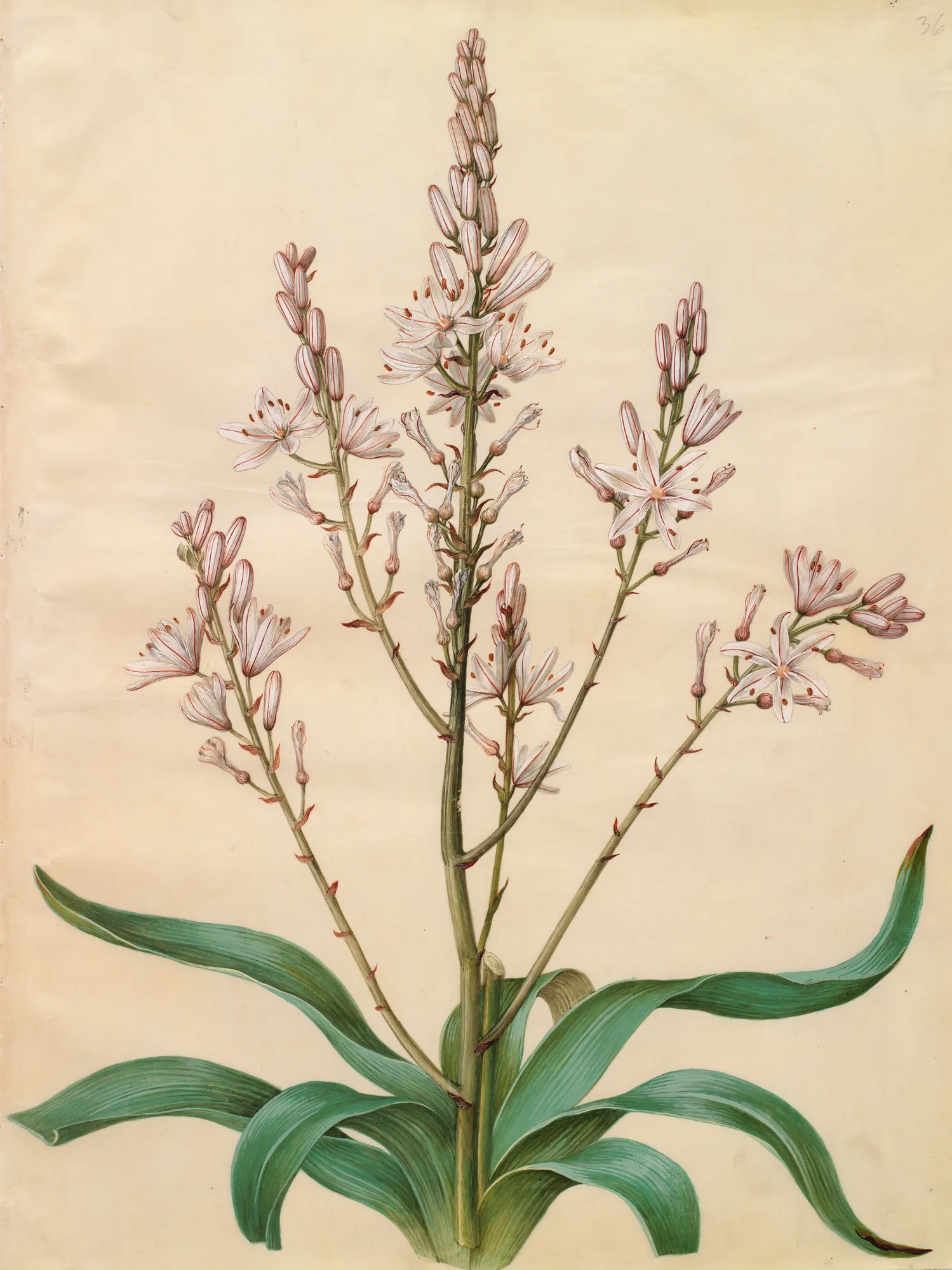 Asphodelus ramosus