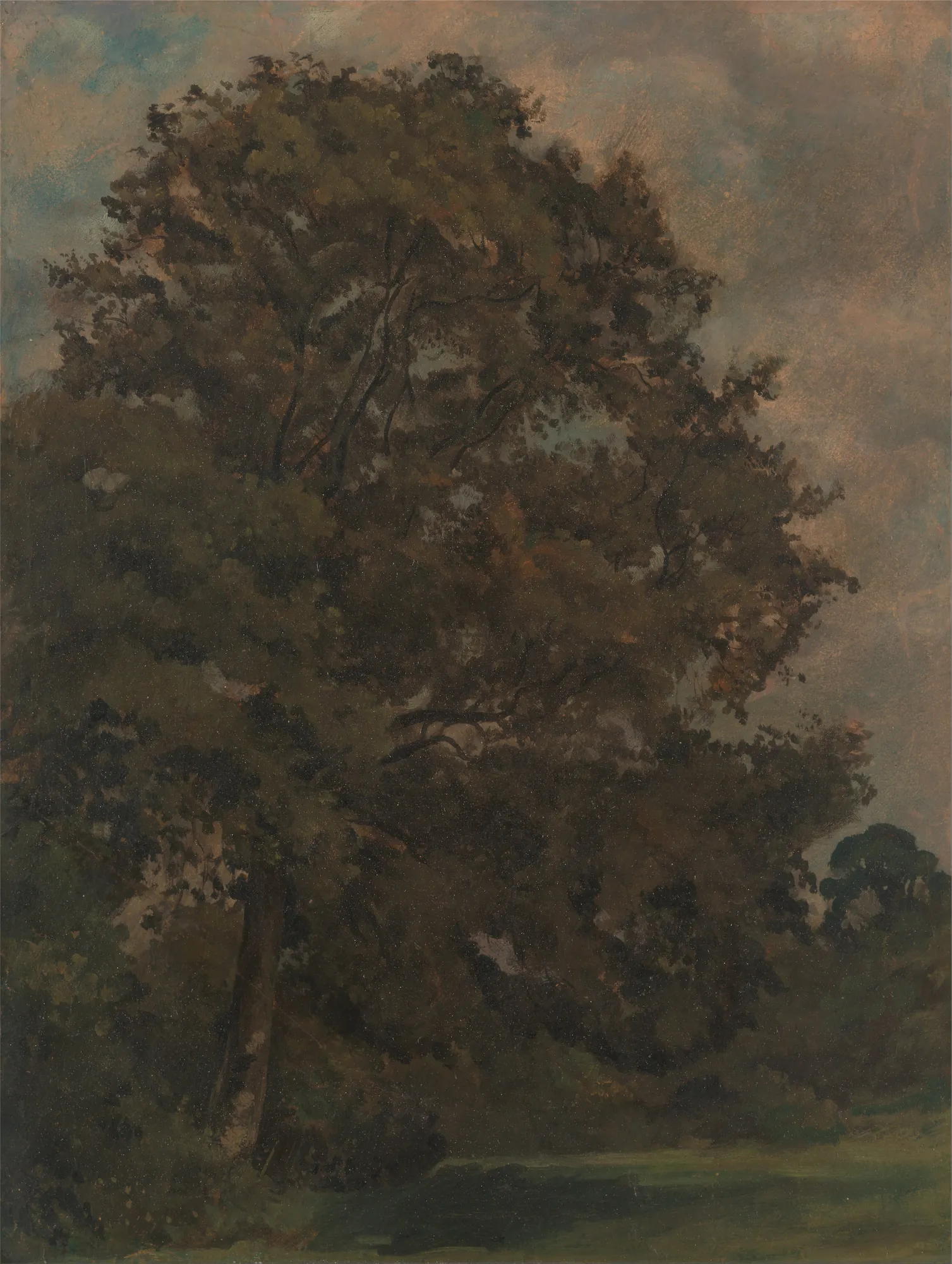 Study of an Ash Tree