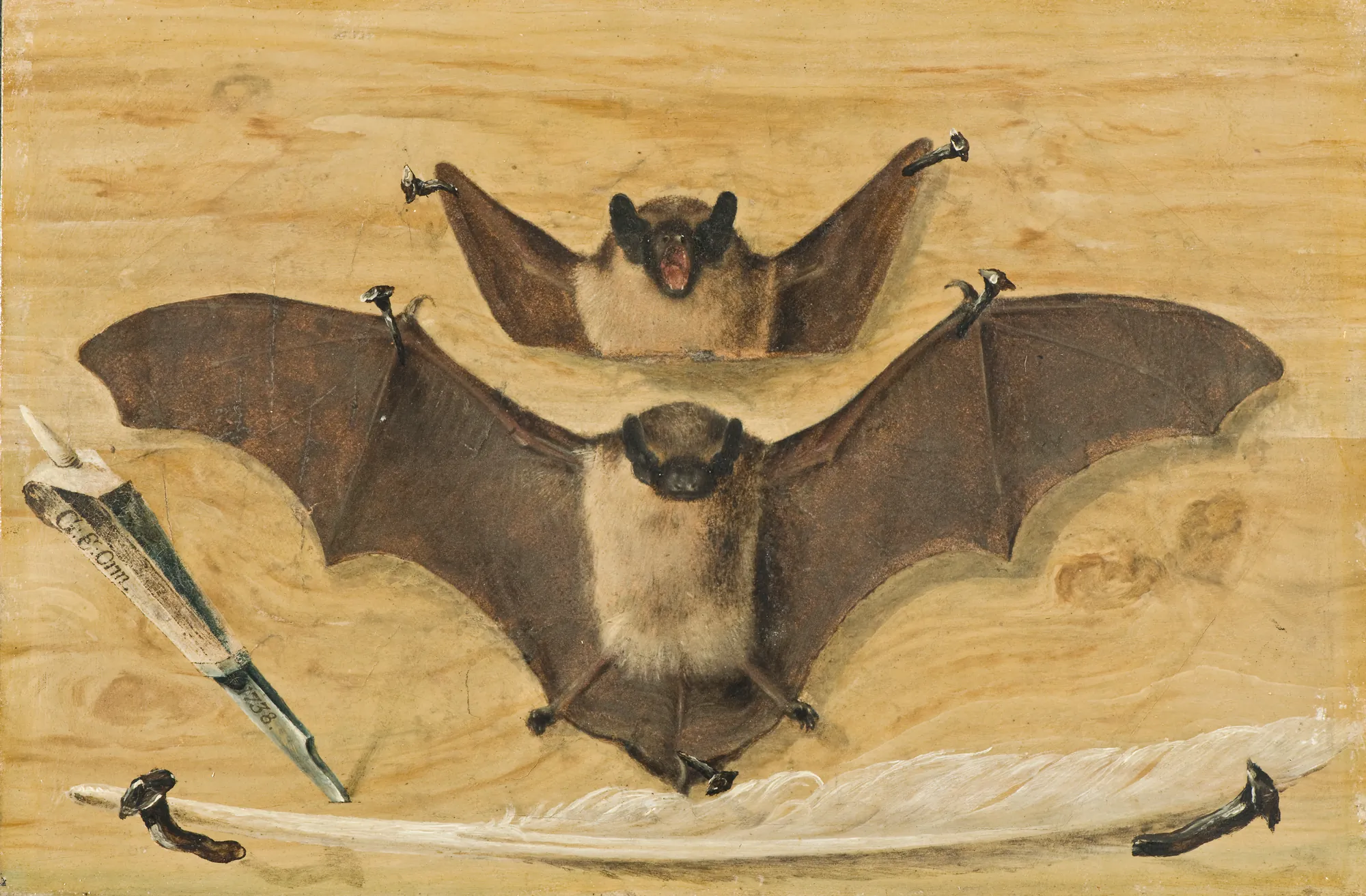 Trompe l'oeil: Two Bats Nailed to a Timber Wall