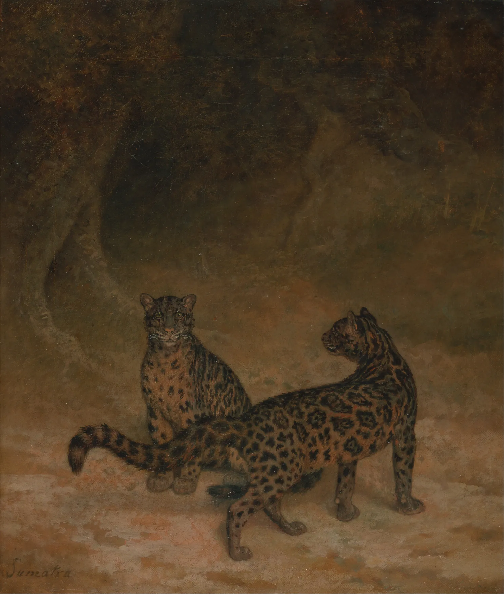 Clouded Leopards