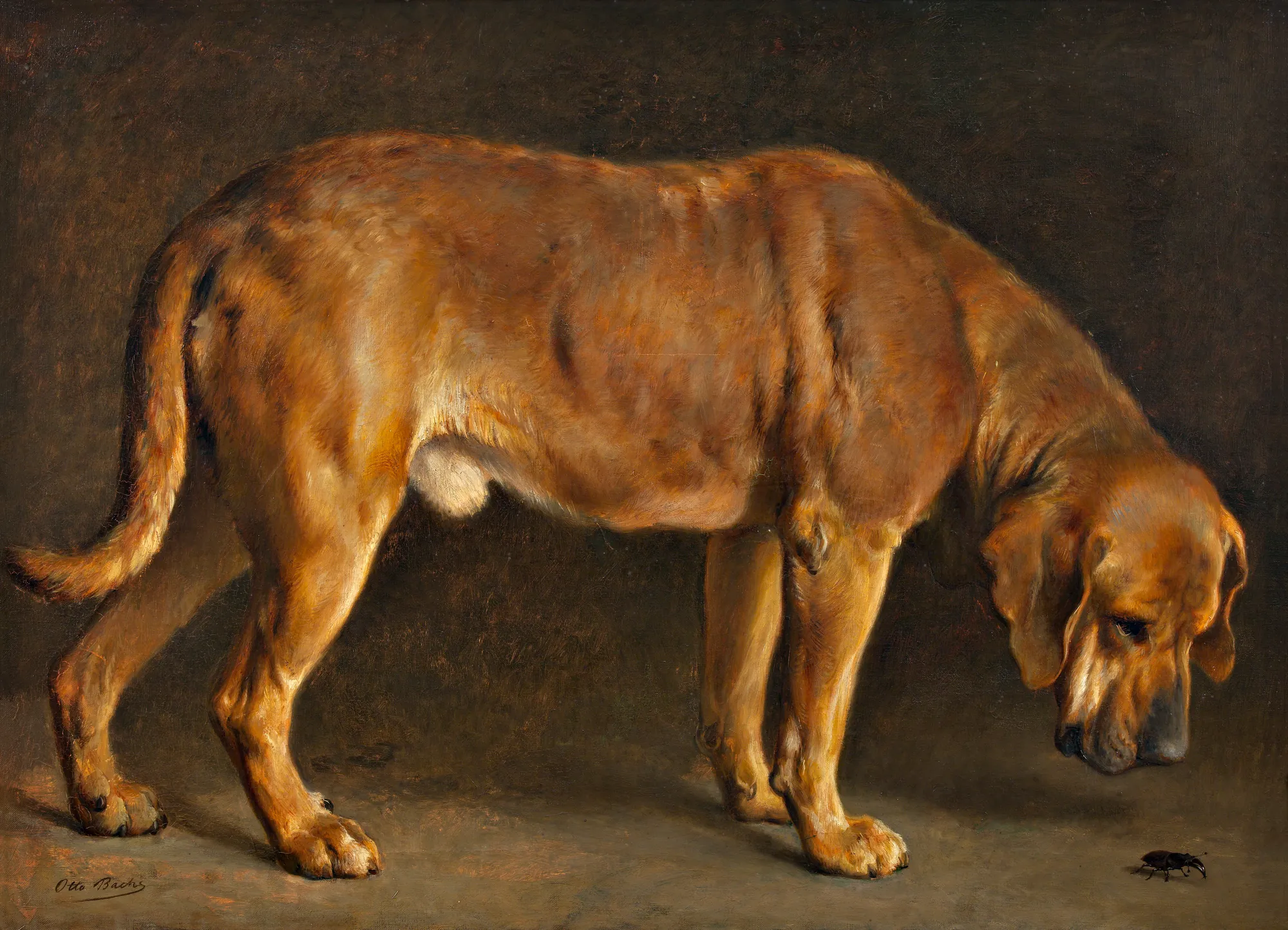 A Broholmer Dog Looking at a Stag Beetle