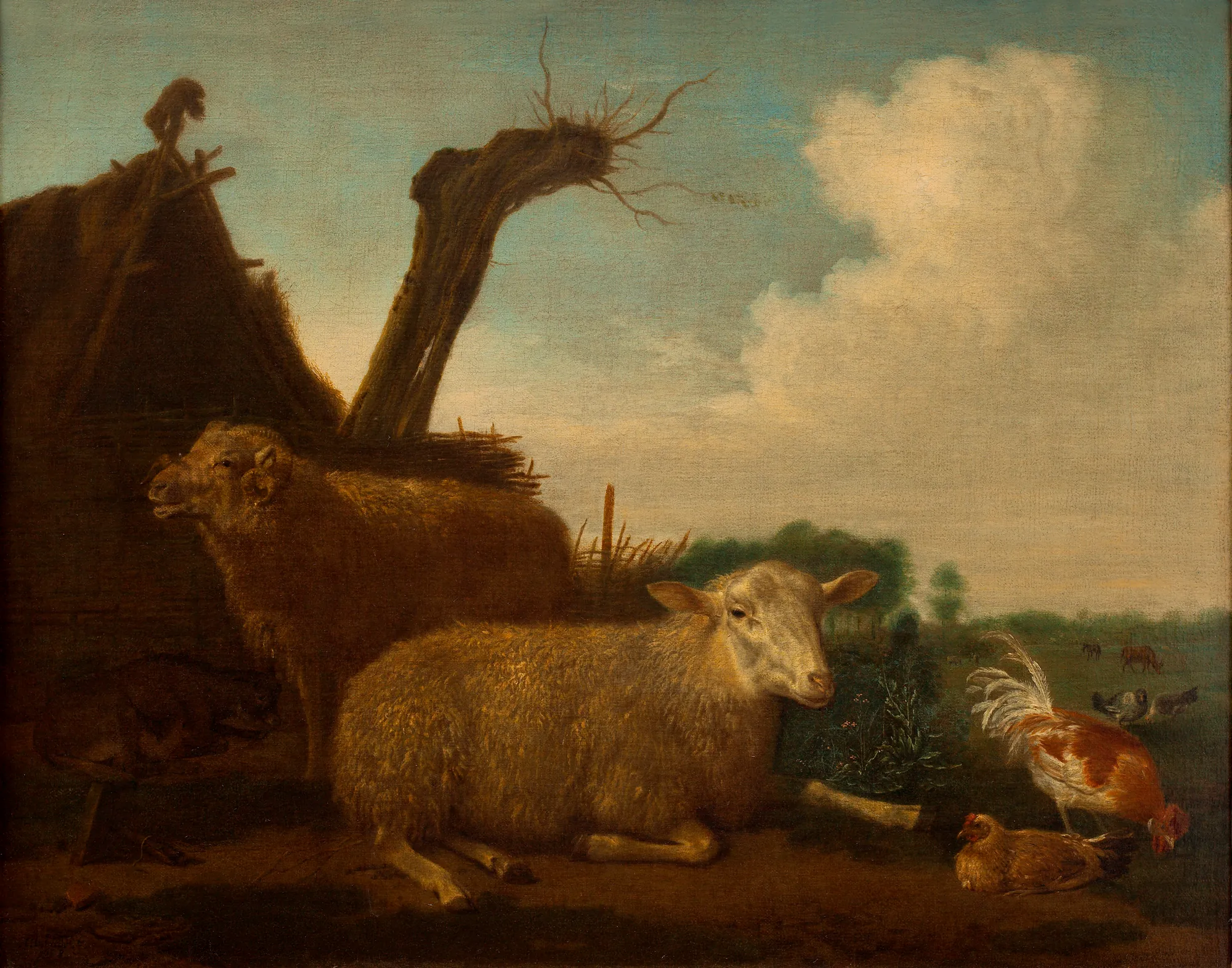 Sheep and Ram
