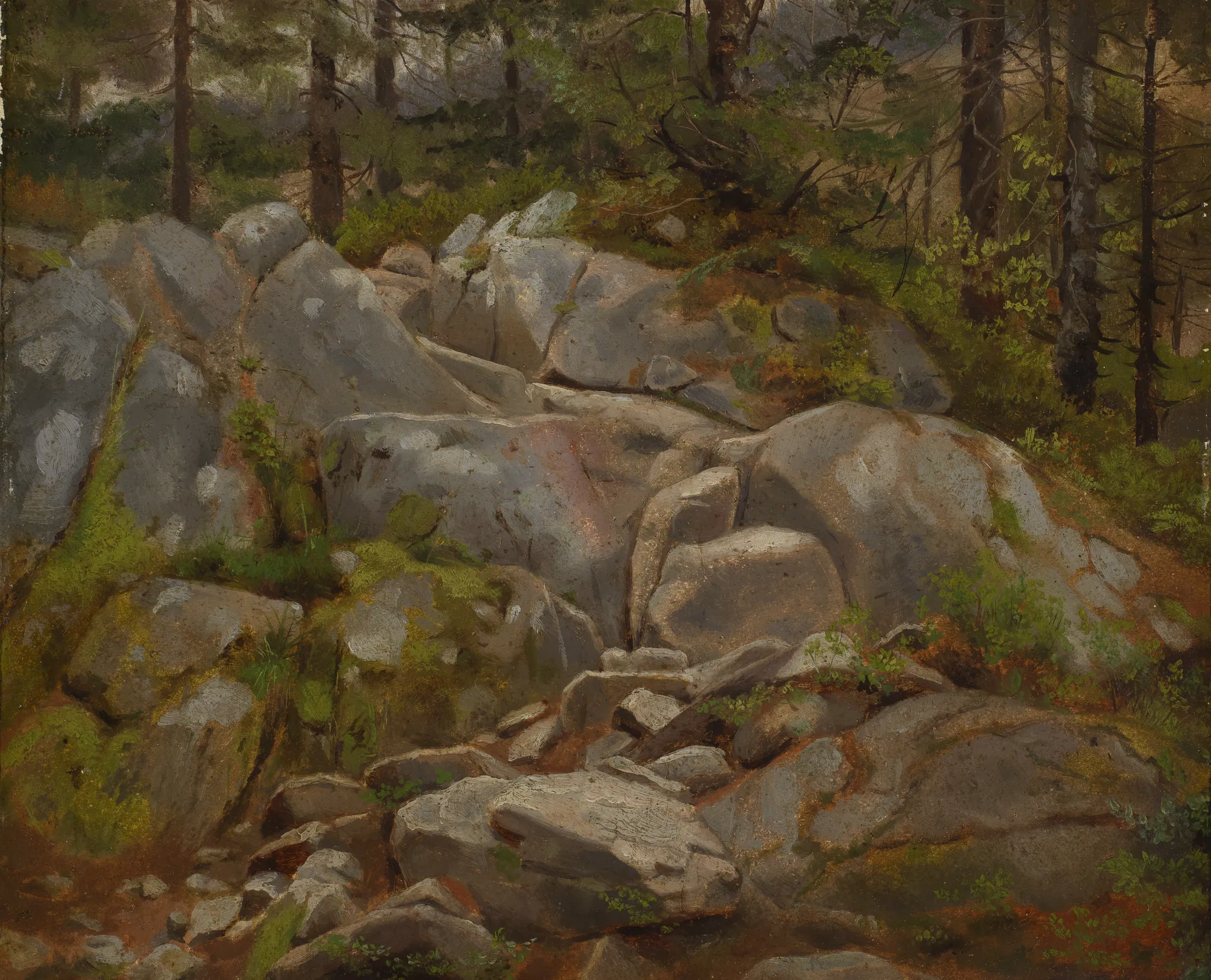 Boulders with Fir Trunks