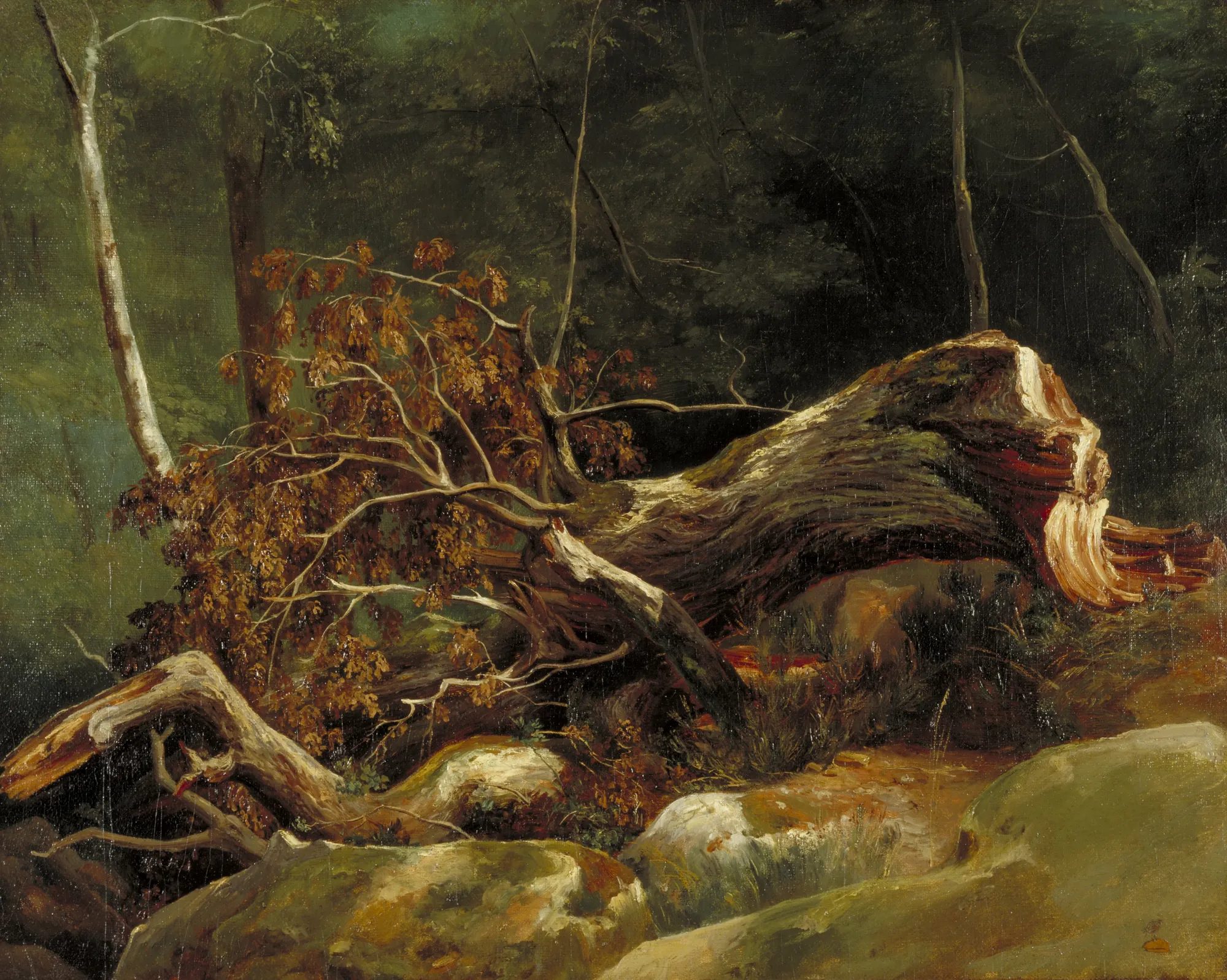 The Fallen Branch, Fontainebleau