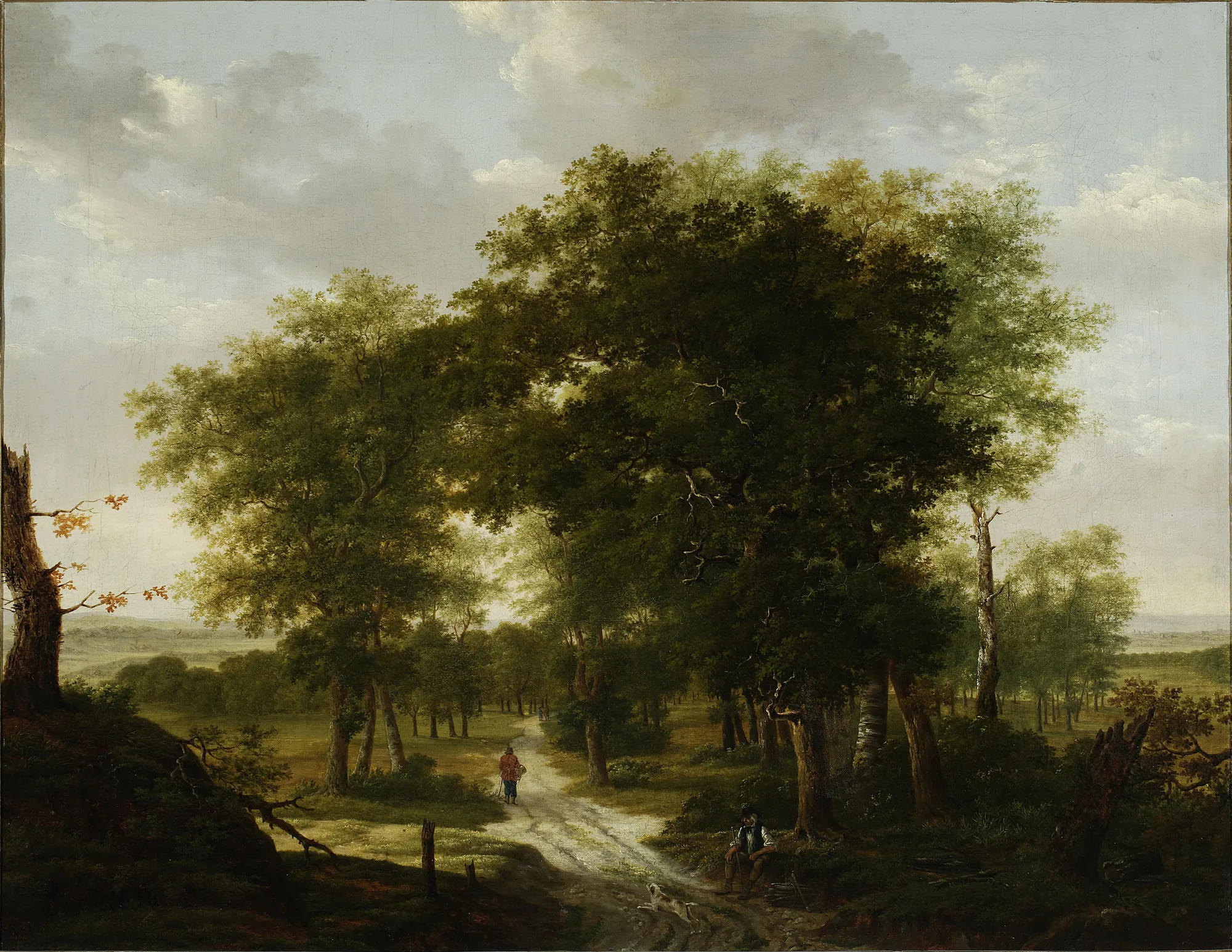 Forest Landscape