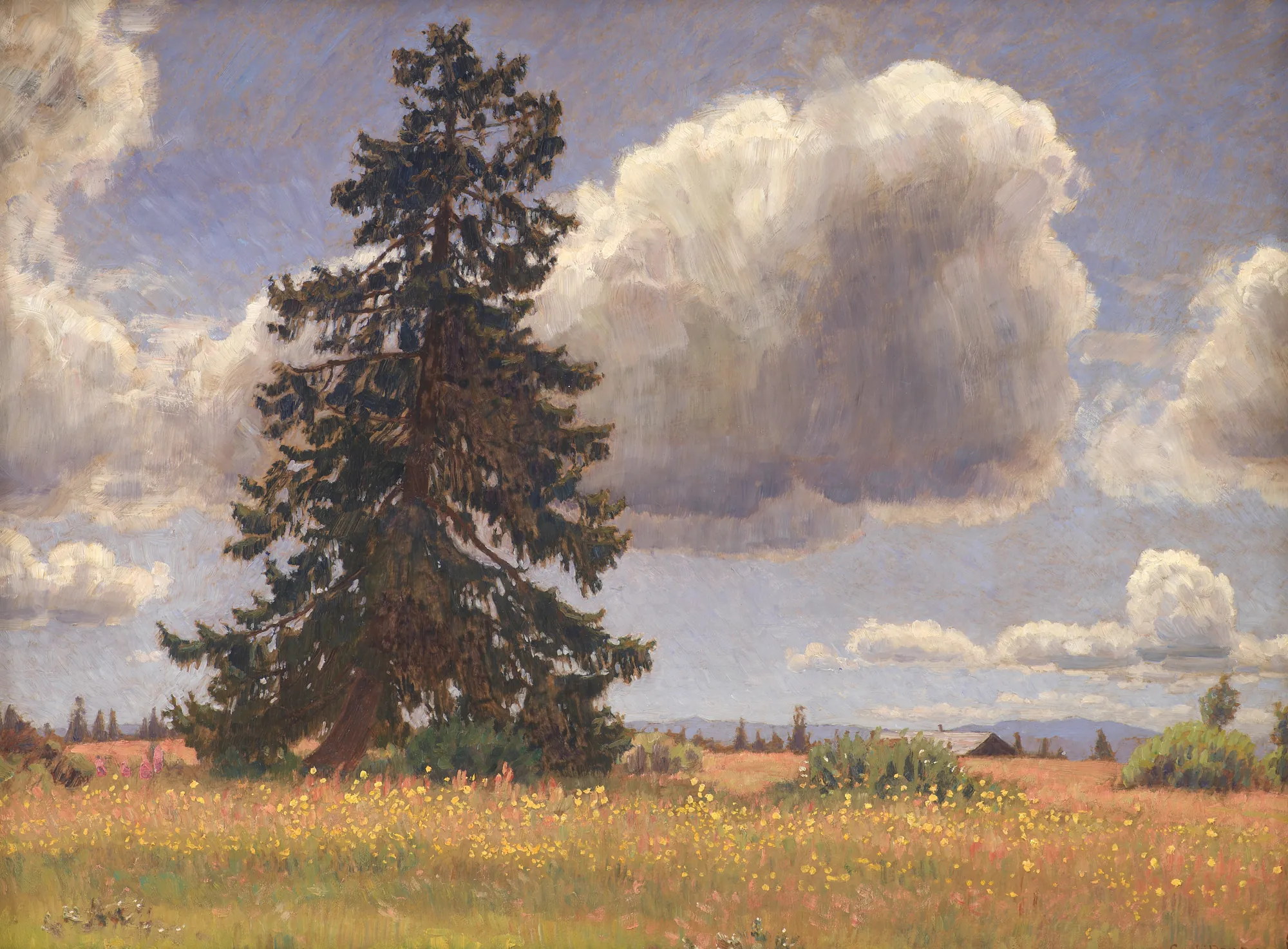Spruce Tree in a Summer Pasture