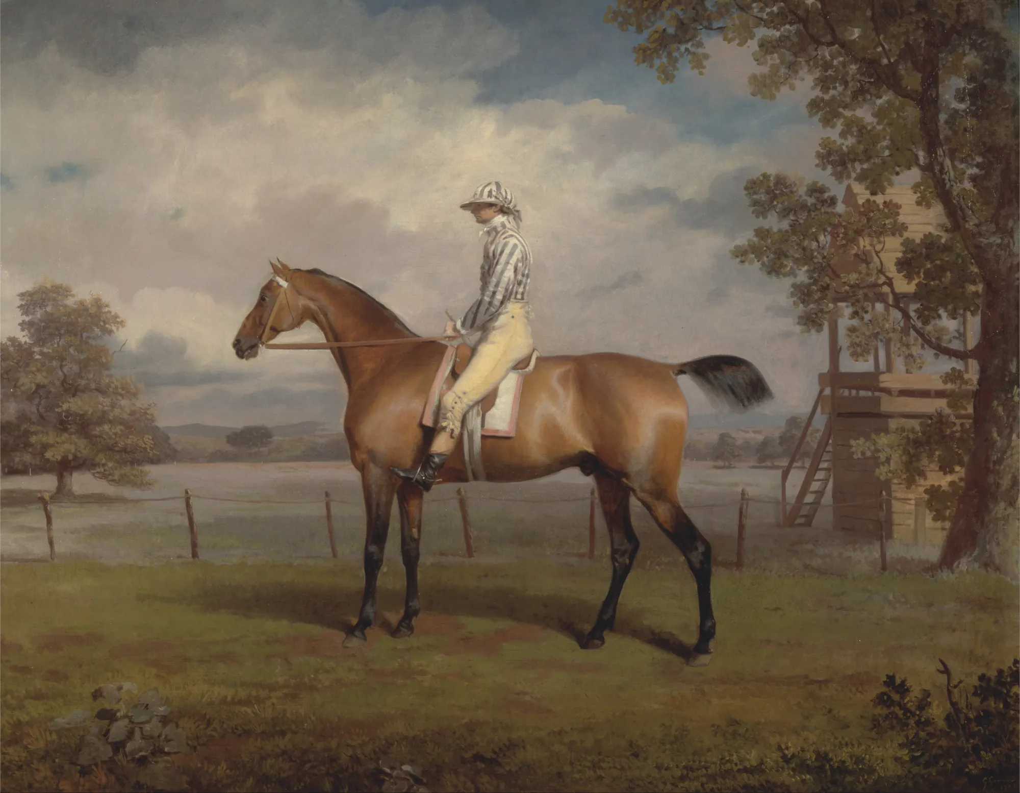 Portrait of a Racehorse with Jockey Up