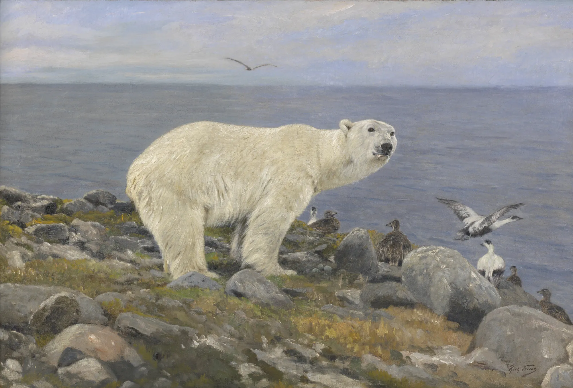 Polar Bear and Eider Ducks on the Coast