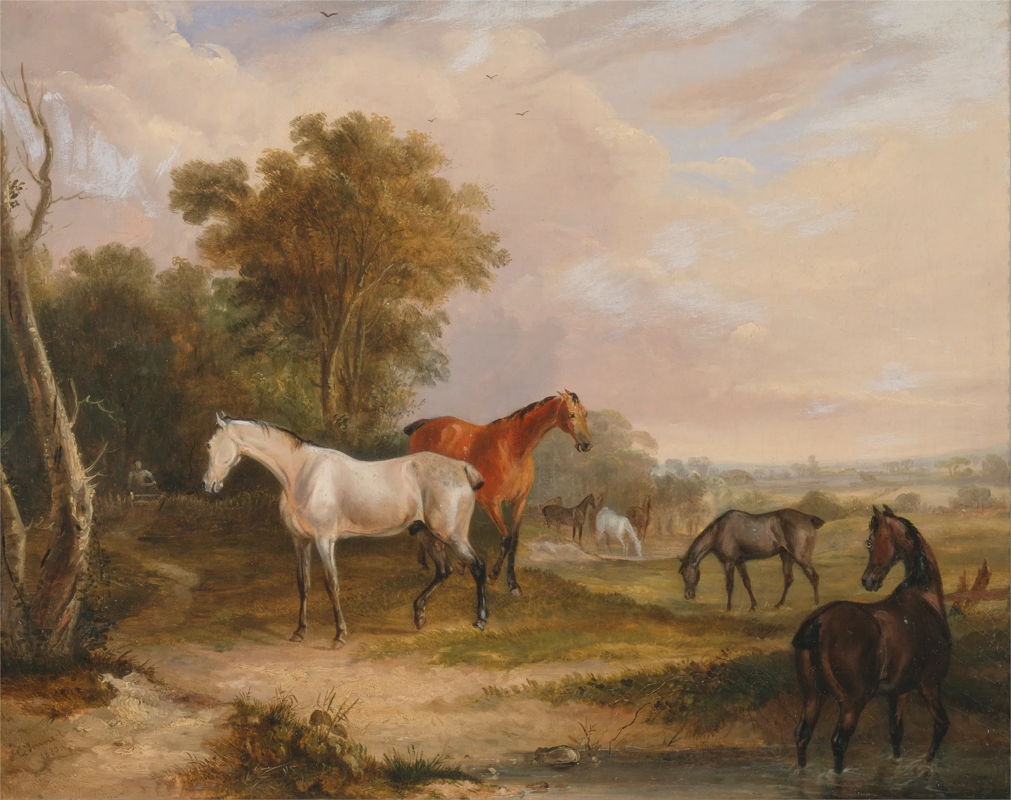 Horses Grazing: A Grey Stallion with Mares in a Meadow