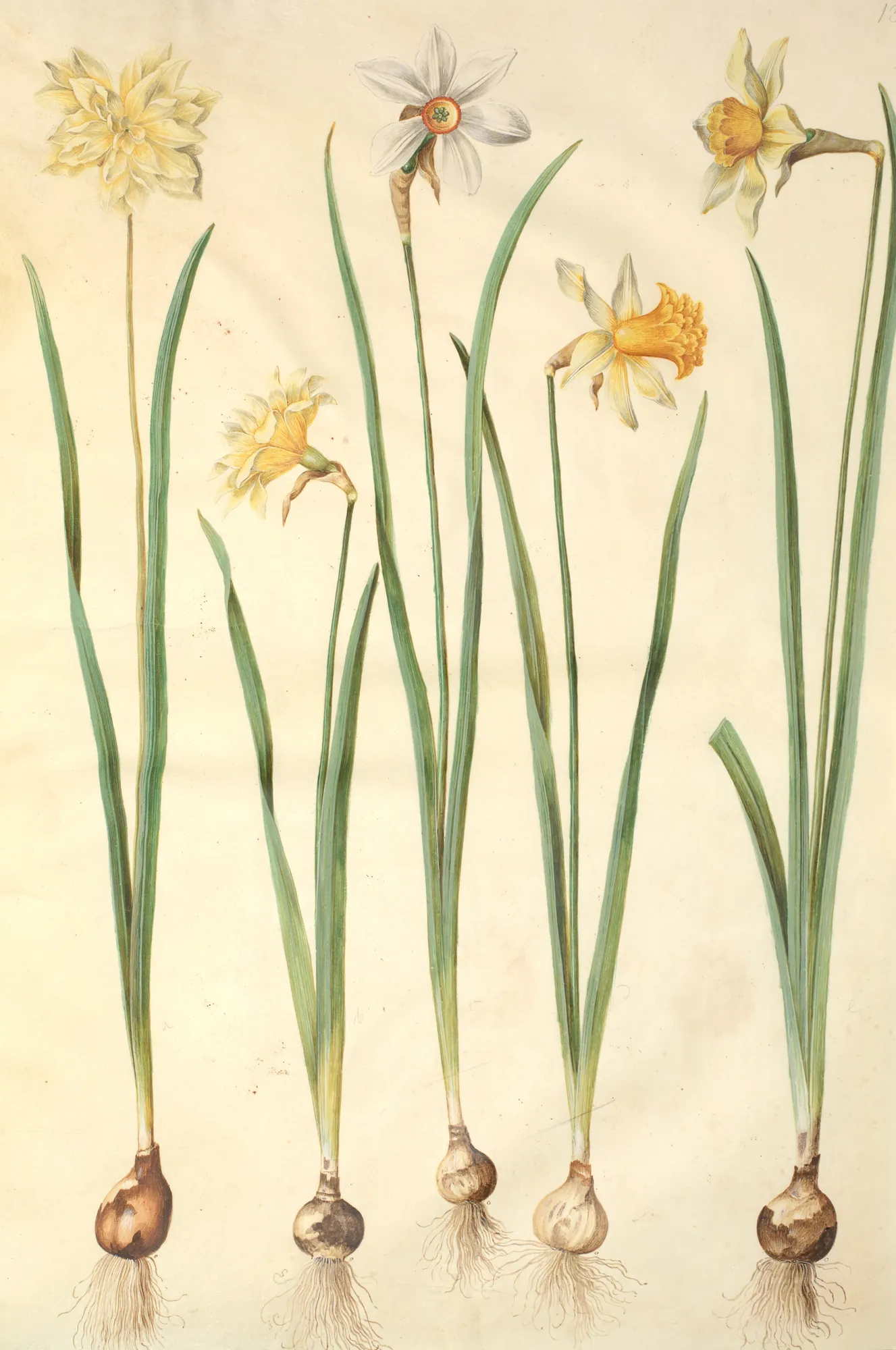Narcissus and Daffodil Studies