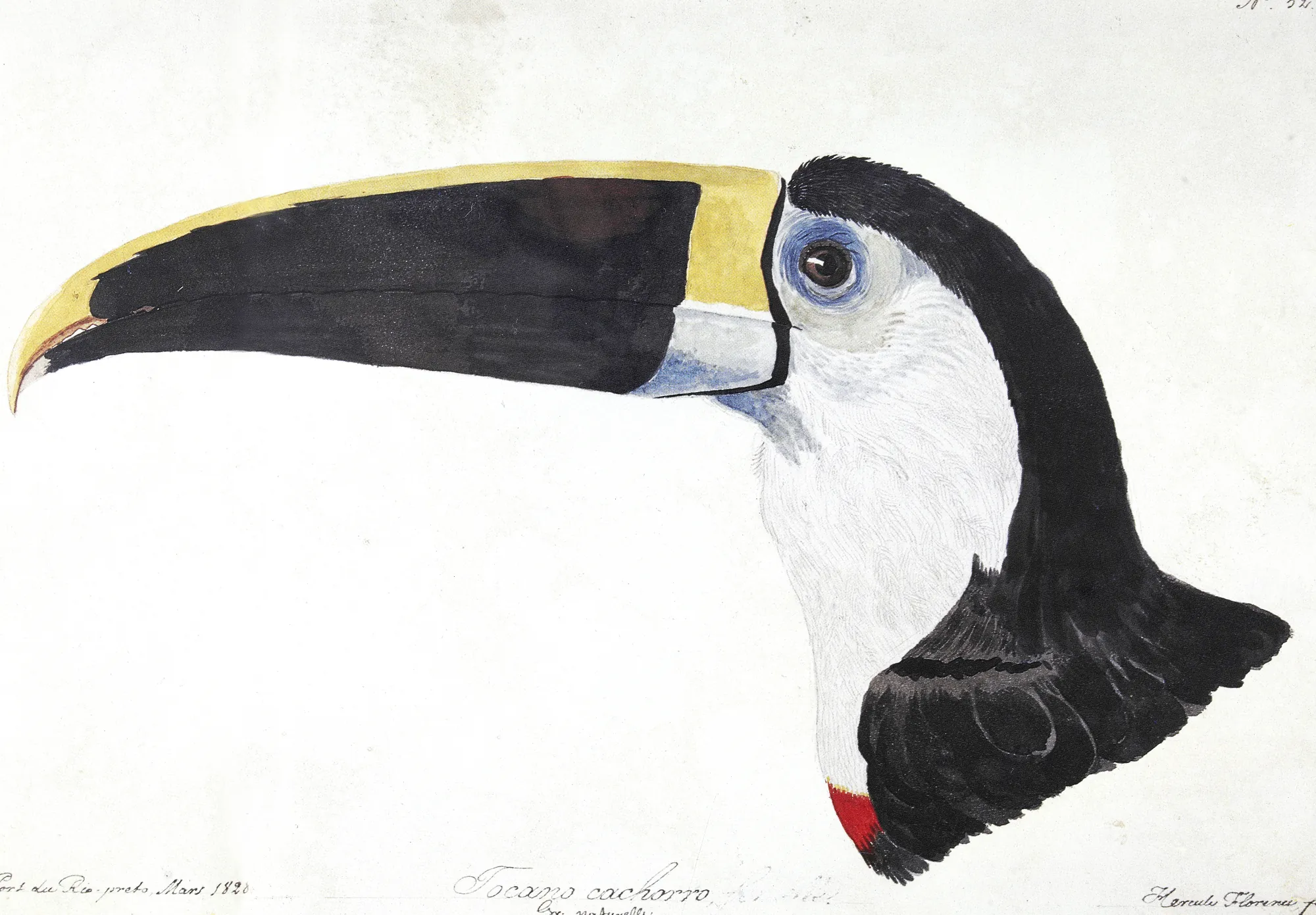 Tocano Cachorro Tocano Cachorro by Hércules Florence. A detailed profile illustration of a toucan's head and large beak in watercolor and ink on aged paper.