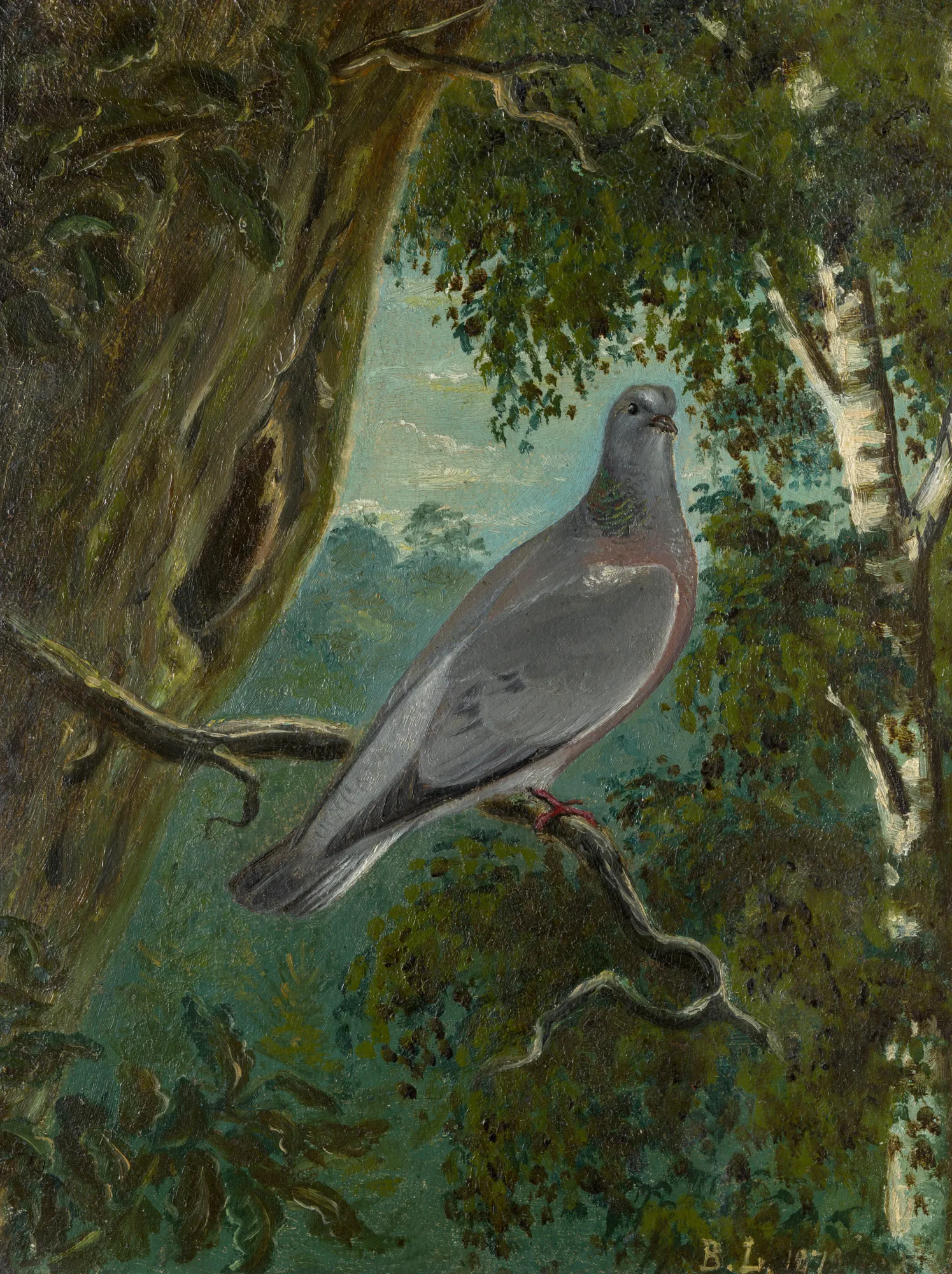 Stock Dove Stock Dove by Bruno Liljefors. A grey stock dove perched on a twisted branch amidst a dense forest of green foliage and birch trees.