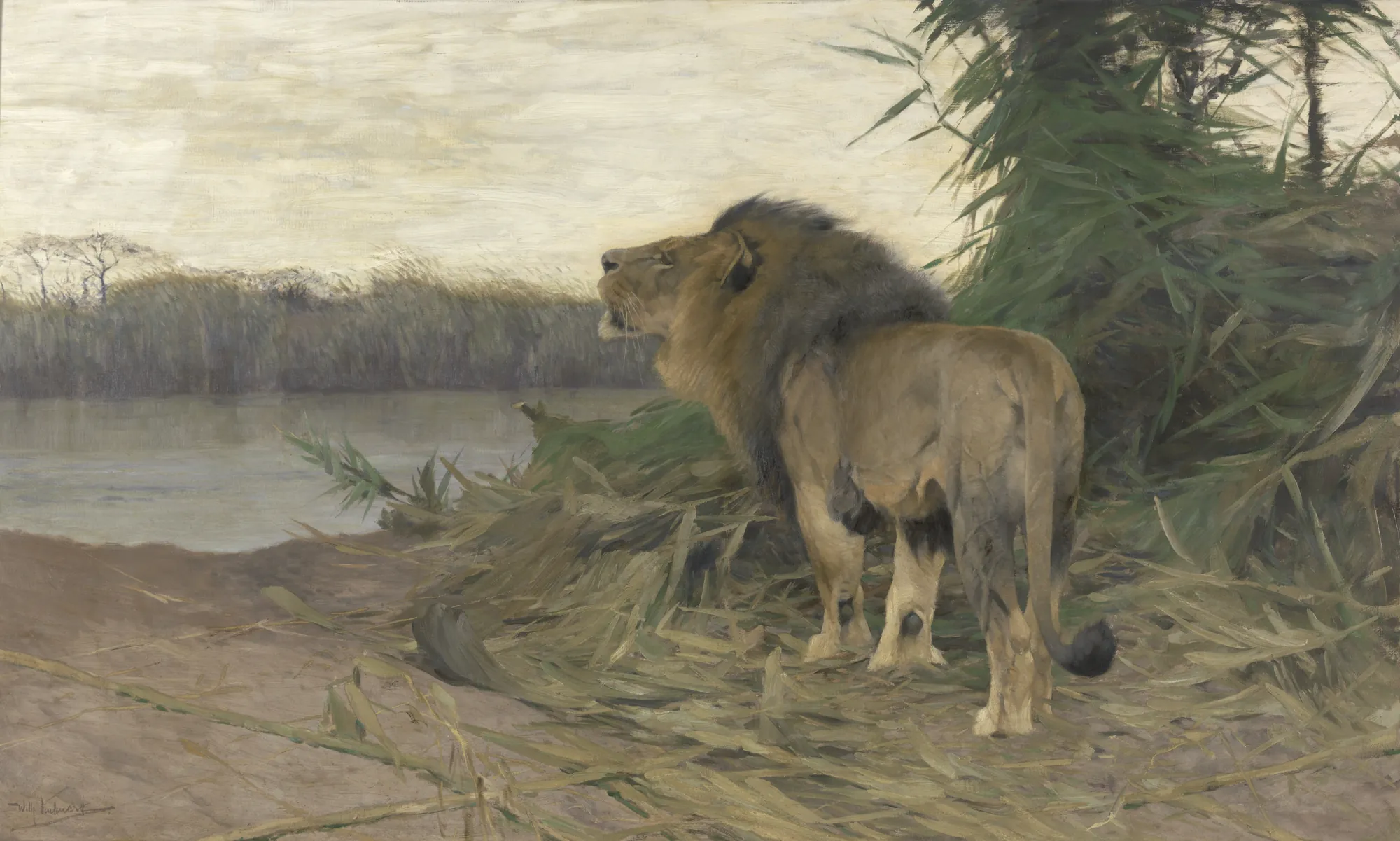 Lion on the Ruaha River, Tanzania