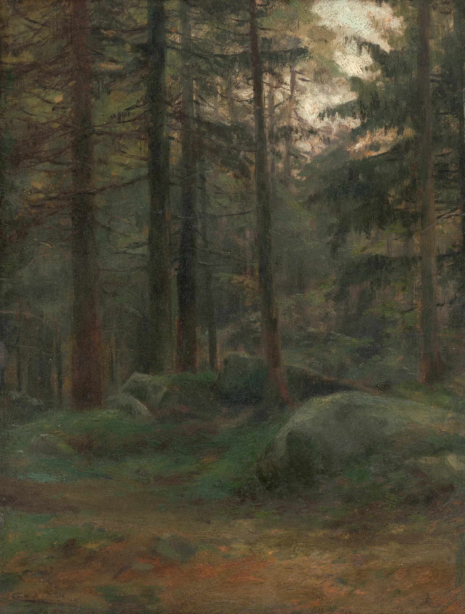 Interior of Coniferous Woods with Rocks