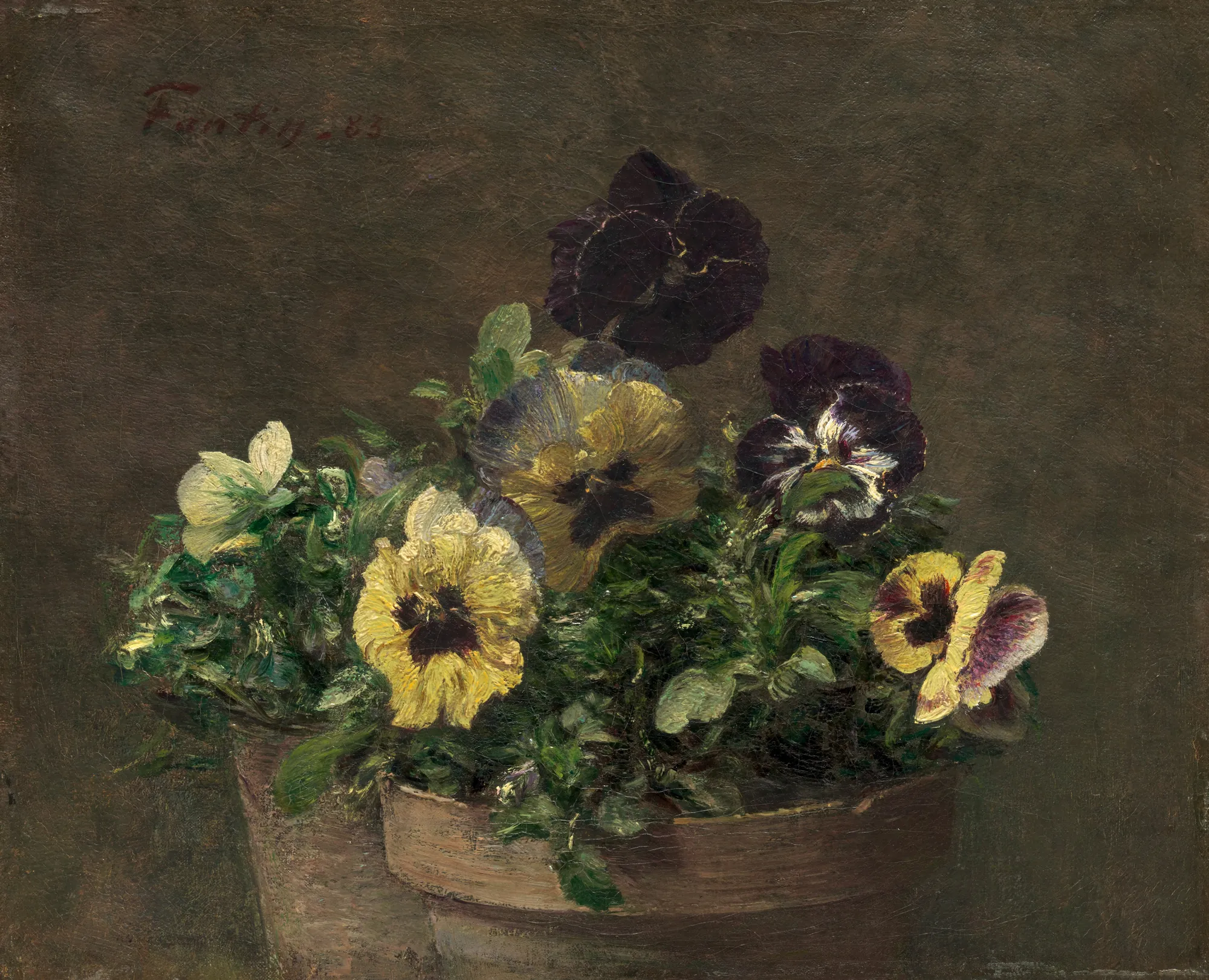 Potted Pansies