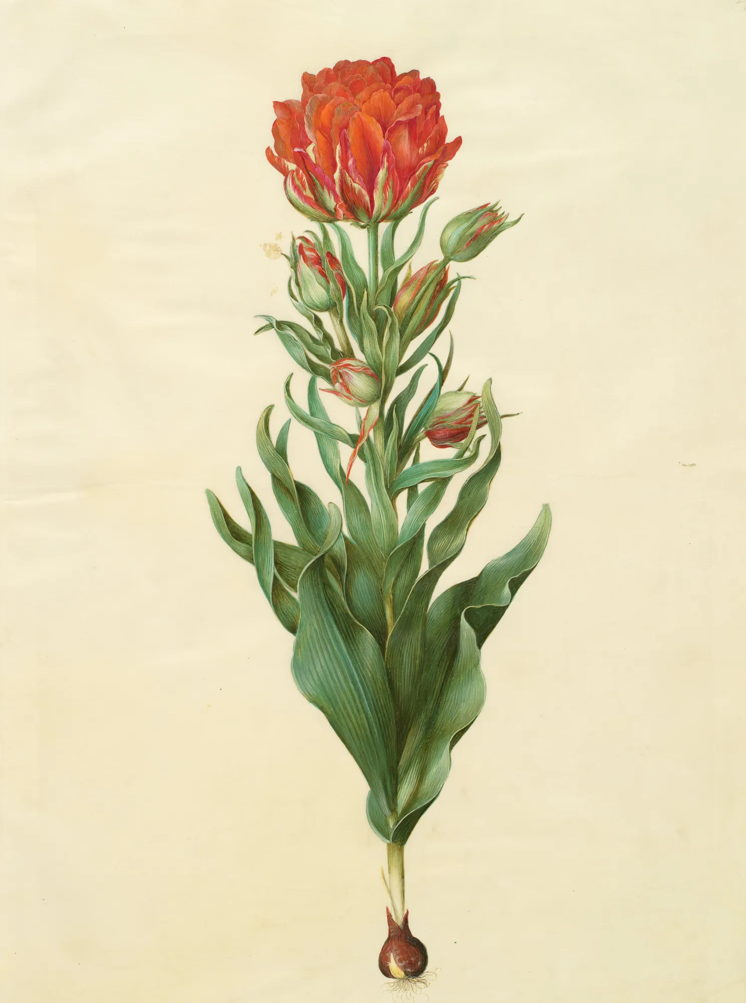 Tulipa Gesneriana